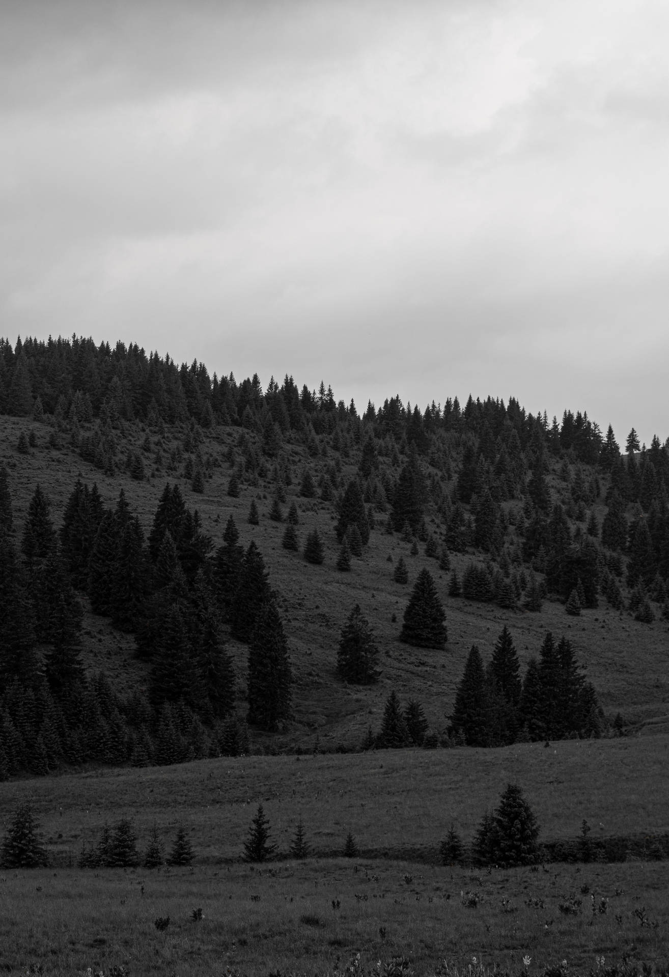 Black And White Forest Editing Wallpaper