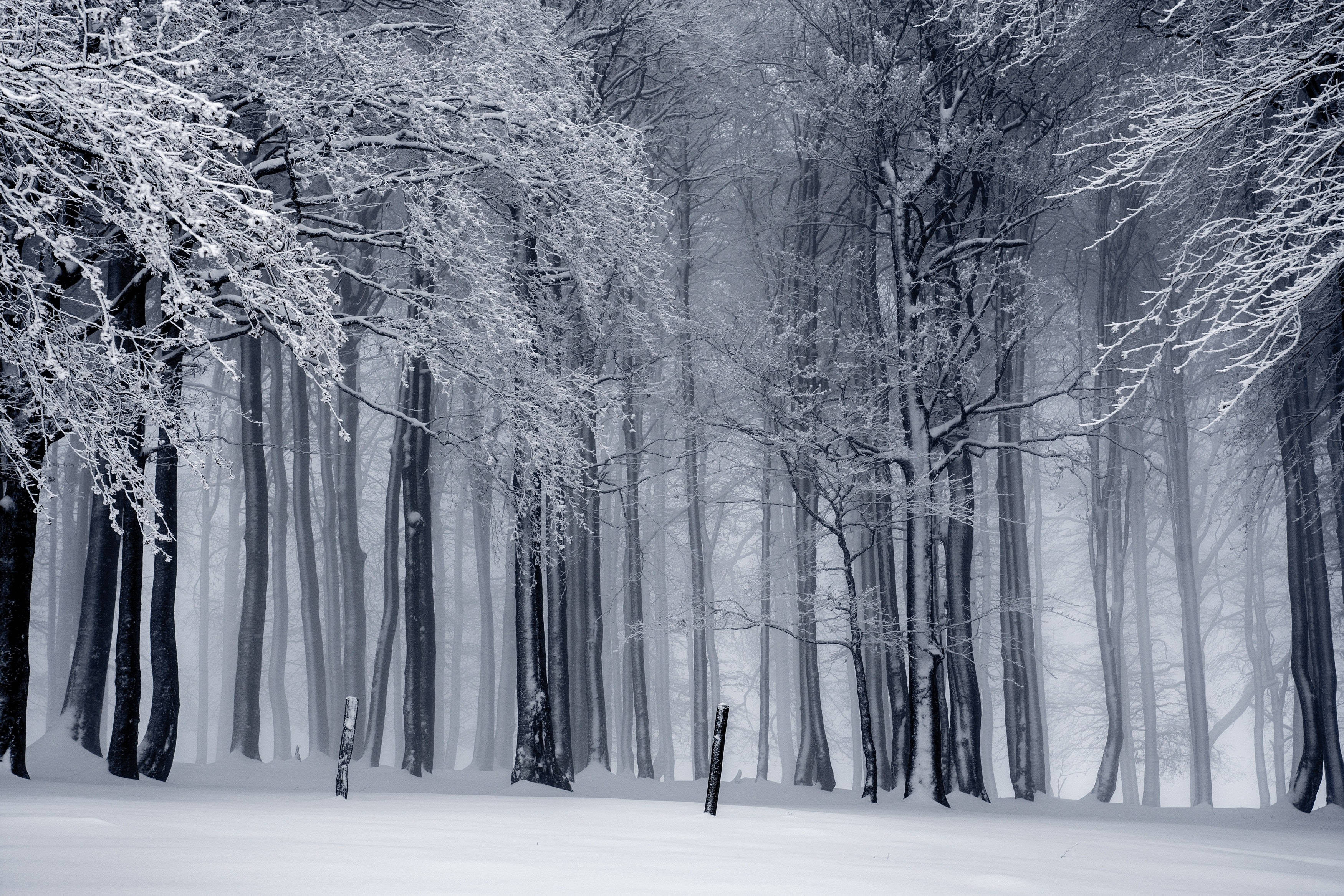 Sort og hvidt skov vinter landskab tapet Wallpaper