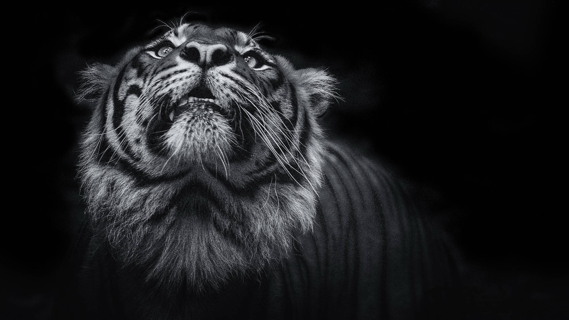 Black And White Harimau Looking Up Background