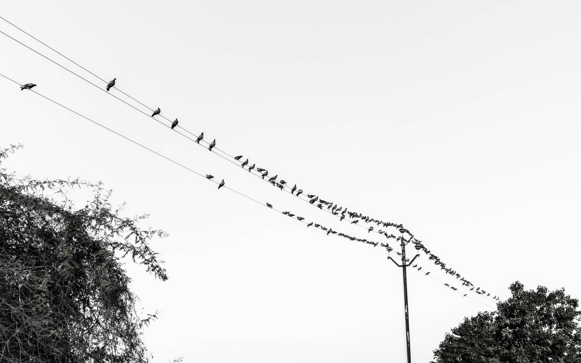 Uccelli Hd In Bianco E Nero Sfondo