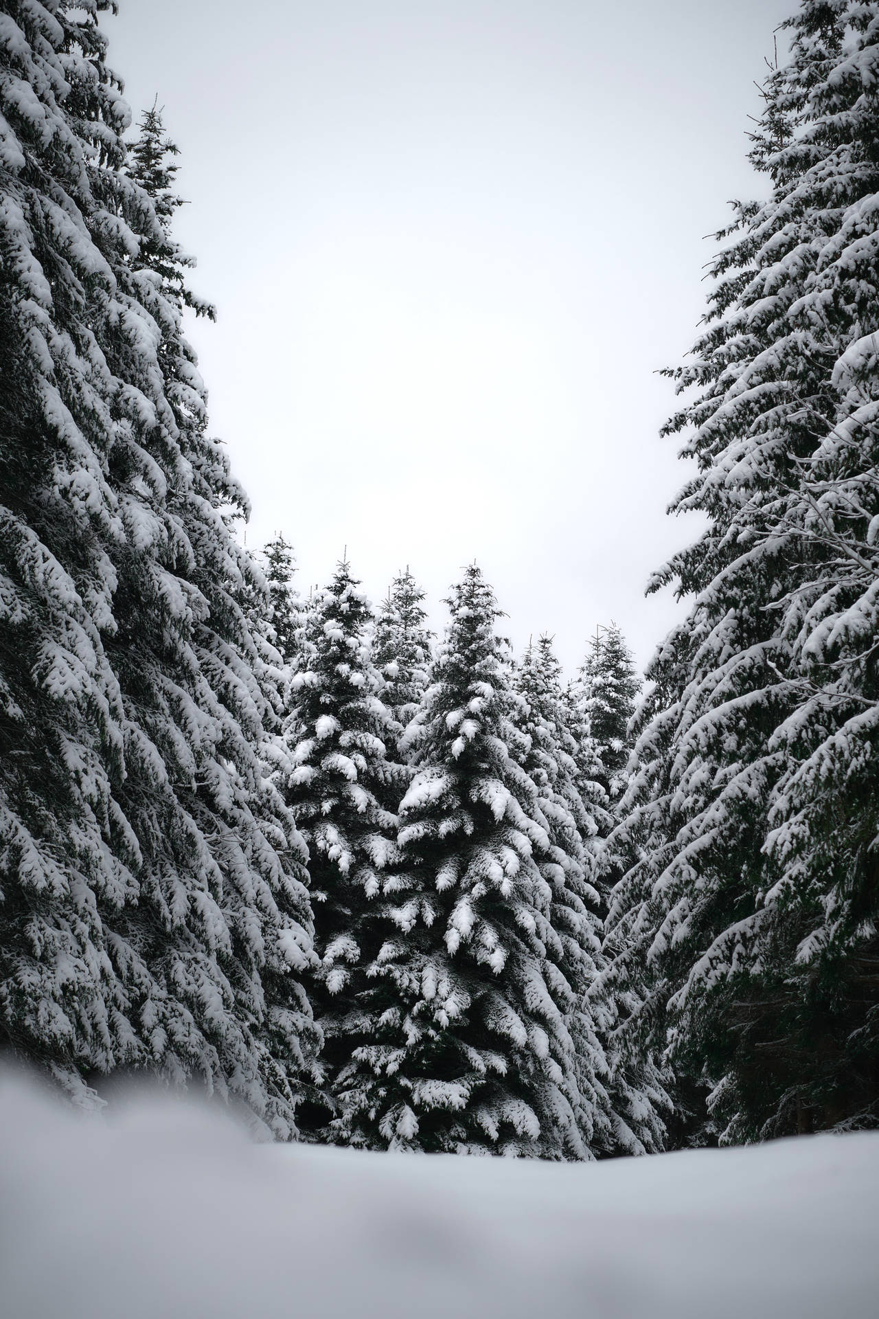 Black And White Hd Pine Trees Wallpaper