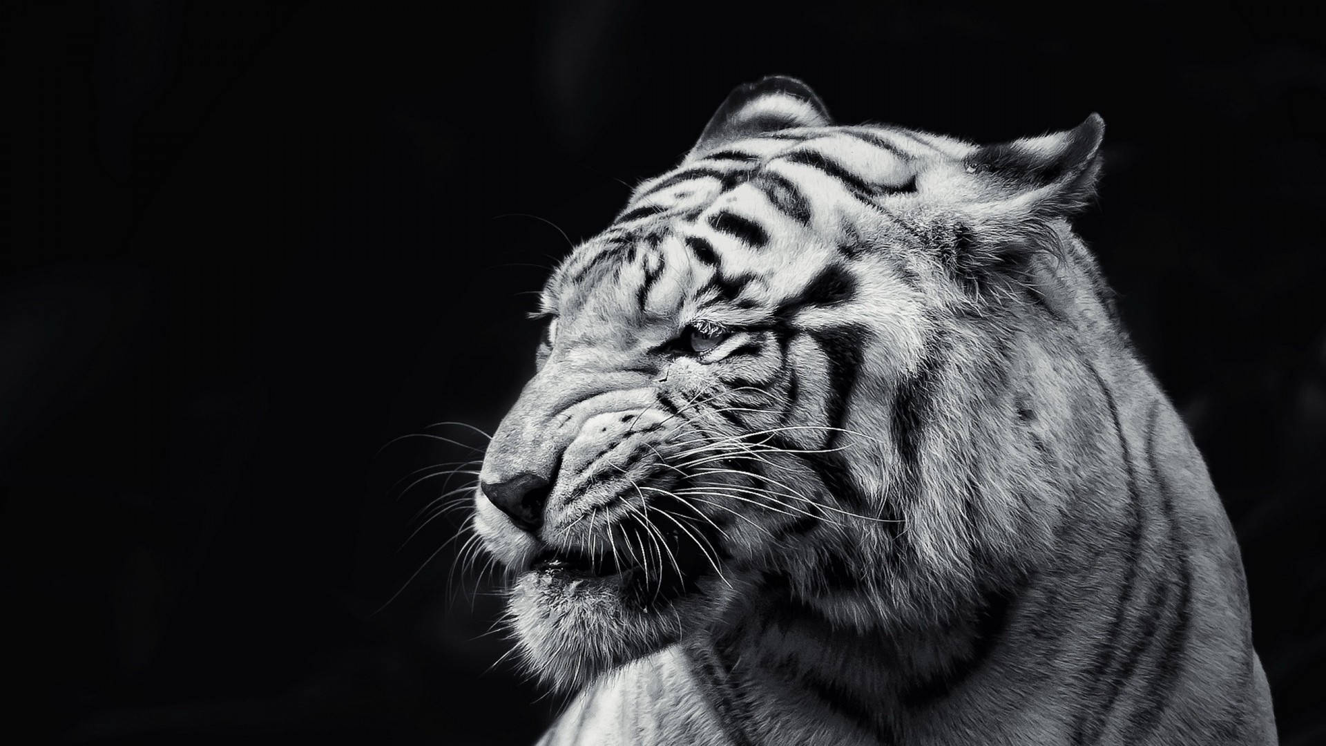 Black And White Hd Tiger Wallpaper