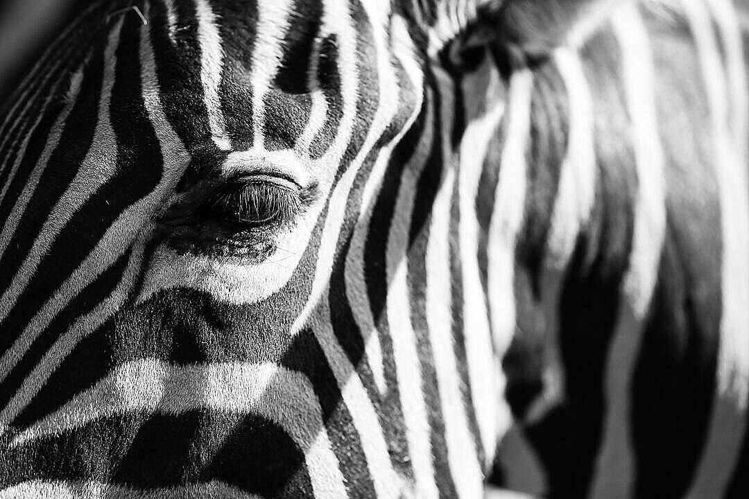 Zebra Hd In Bianco E Nero Sfondo