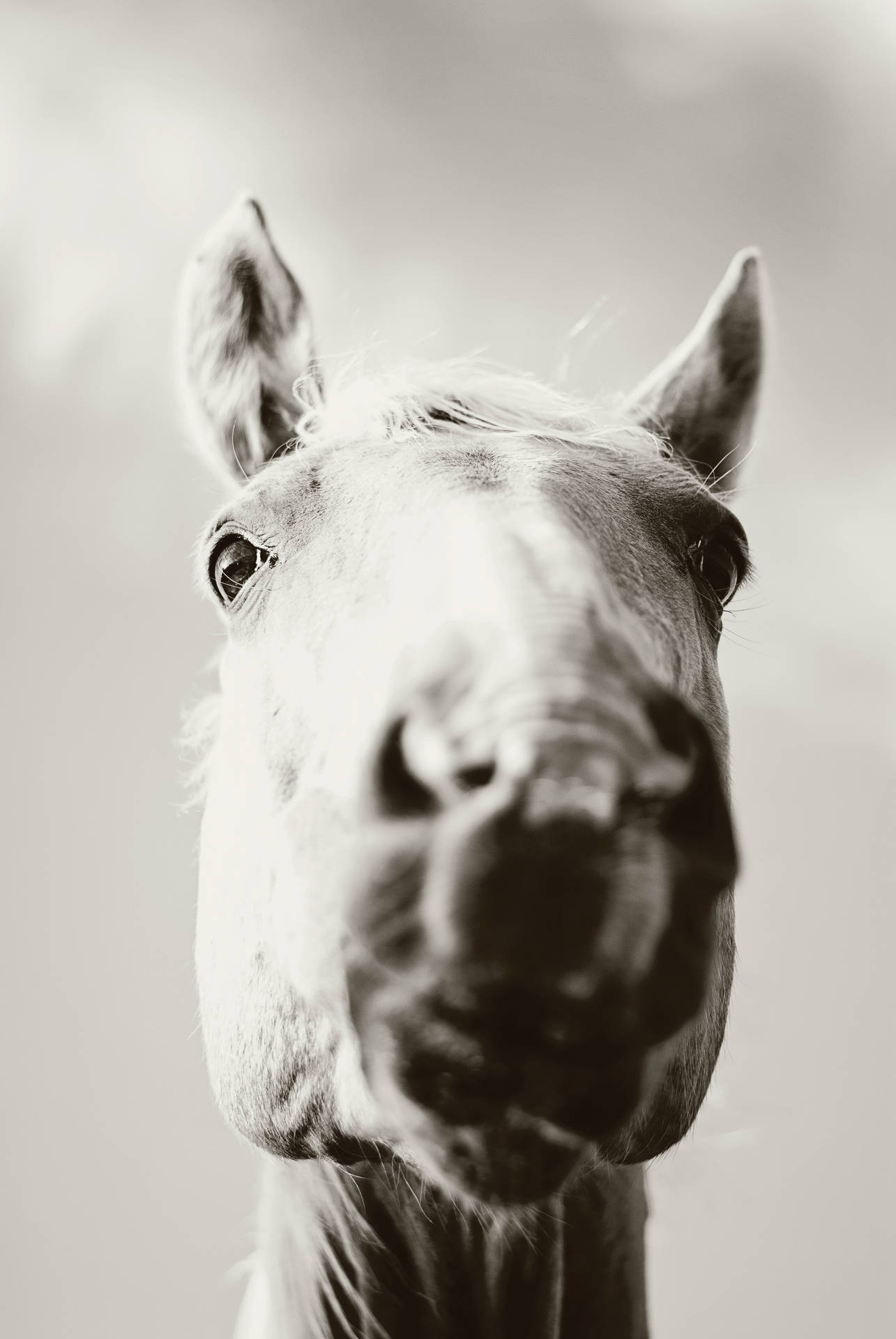 Black And White Horse Iphone Wallpaper