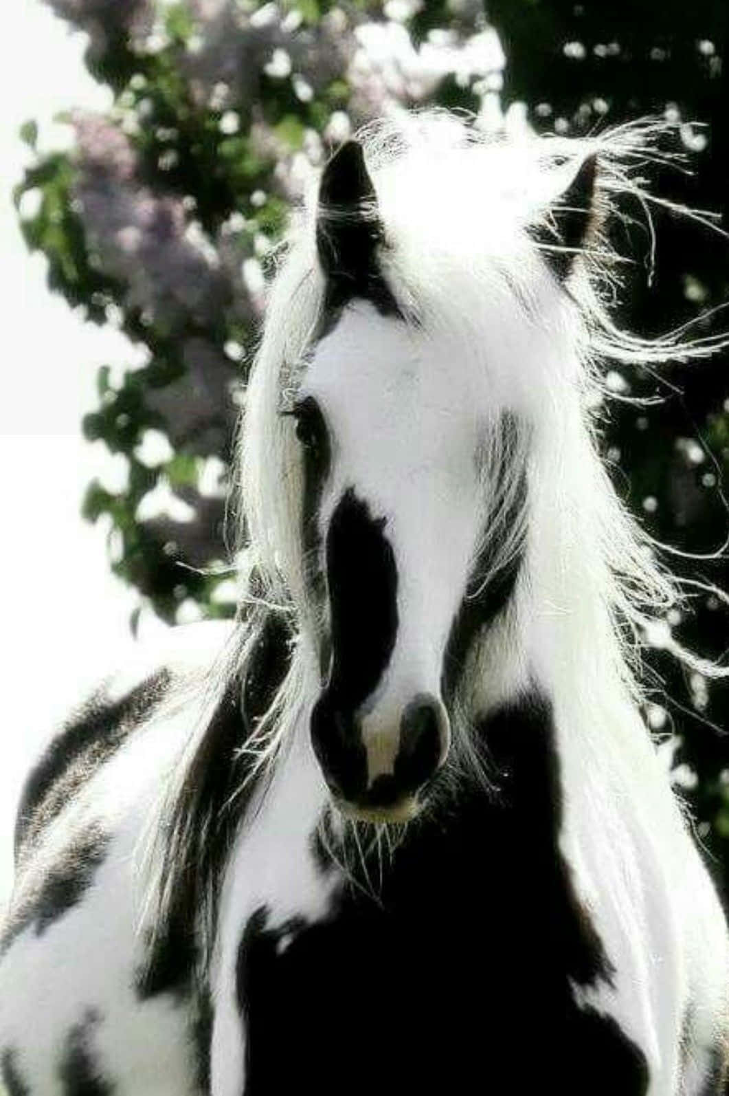 Fotodi Fotografia Animale Di Un Cavallo Galineers Cob In Bianco E Nero