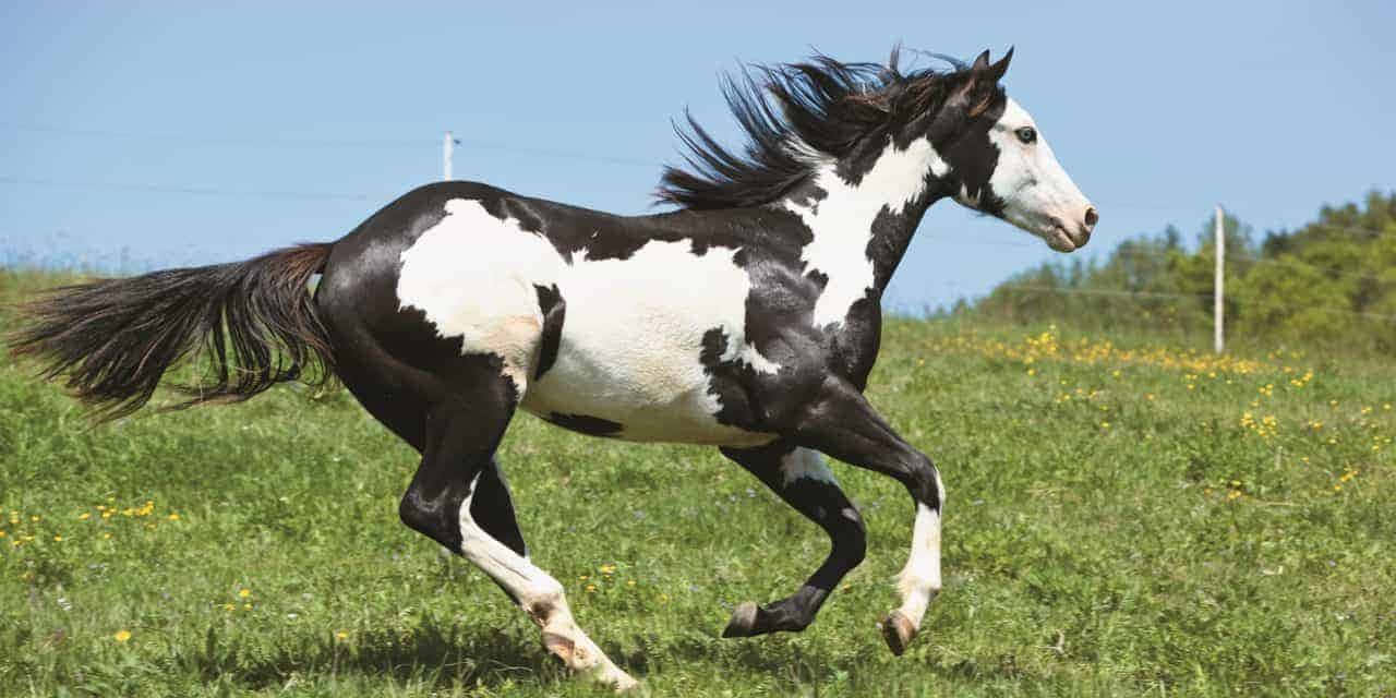 Black And White Horse Running Animal Photography Pictures