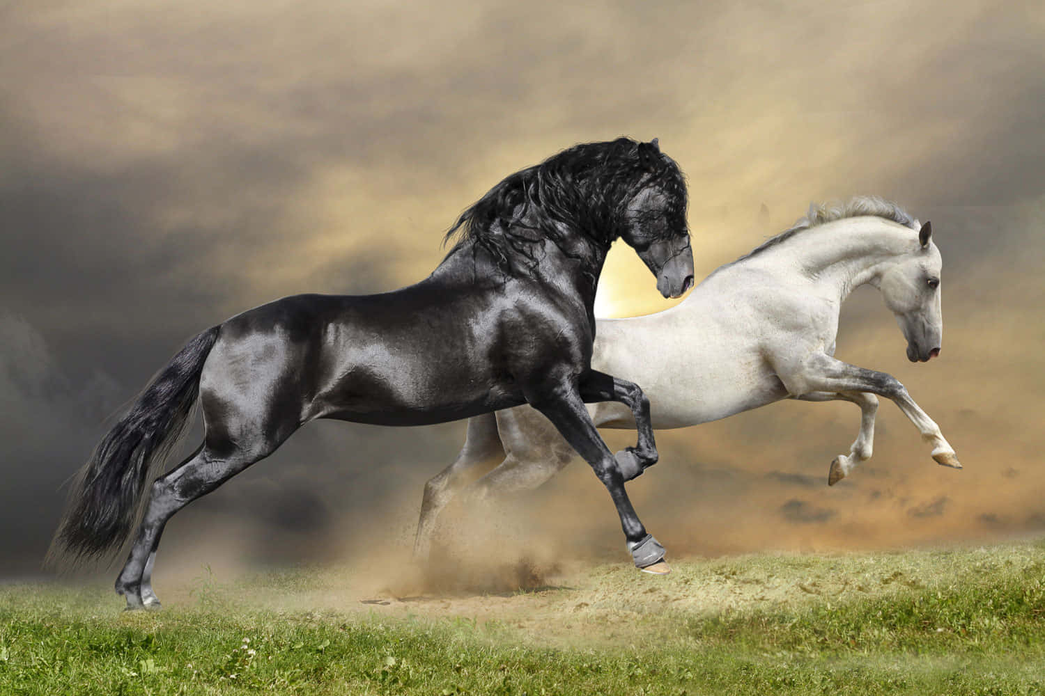 Black And White Horse Galloping Together Picture