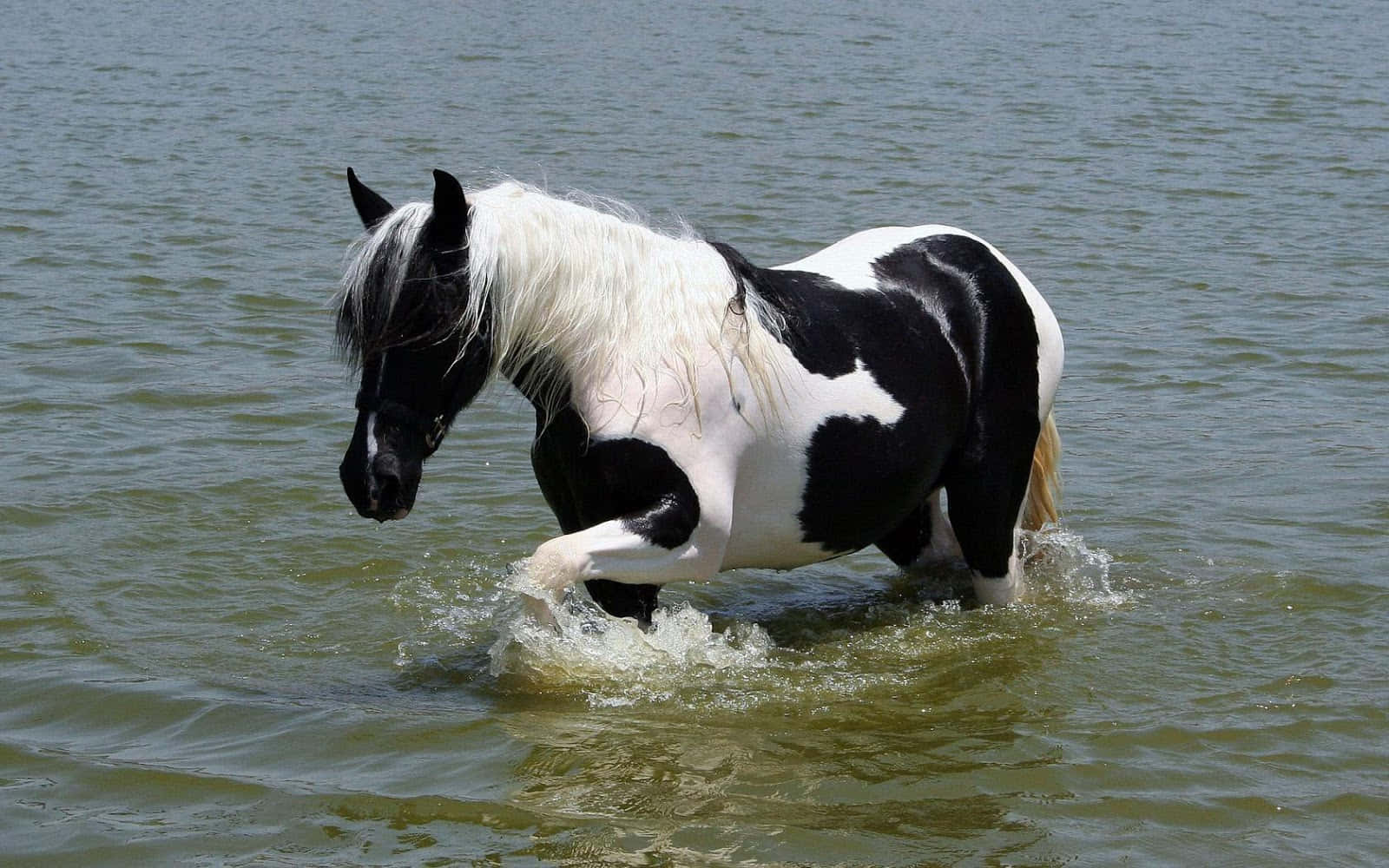 Svartoch Vit Häst Som Vandrar På Vatten Fotografi Bild