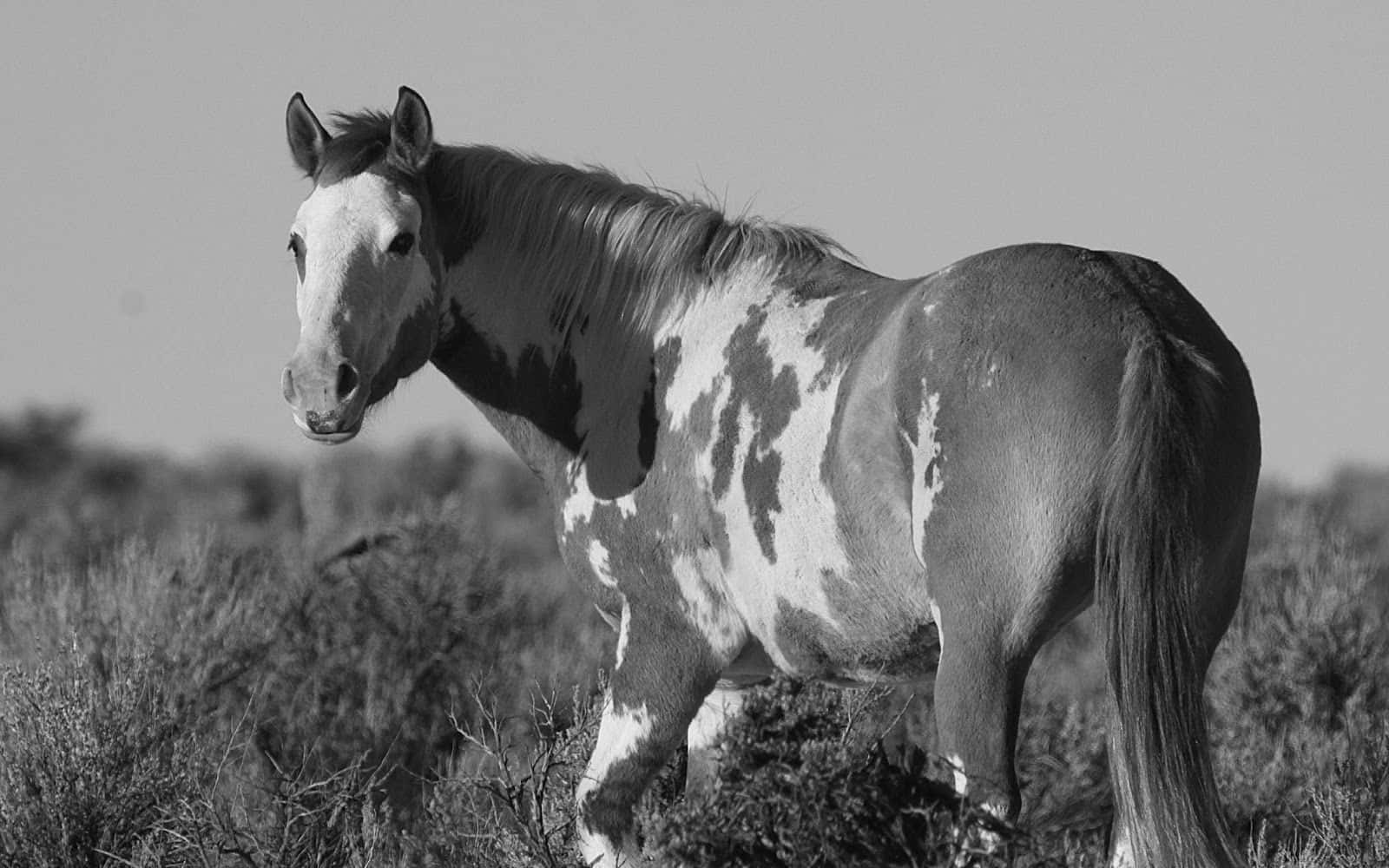 Immaginefotografica In Bianco E Nero Di Un Cavallo