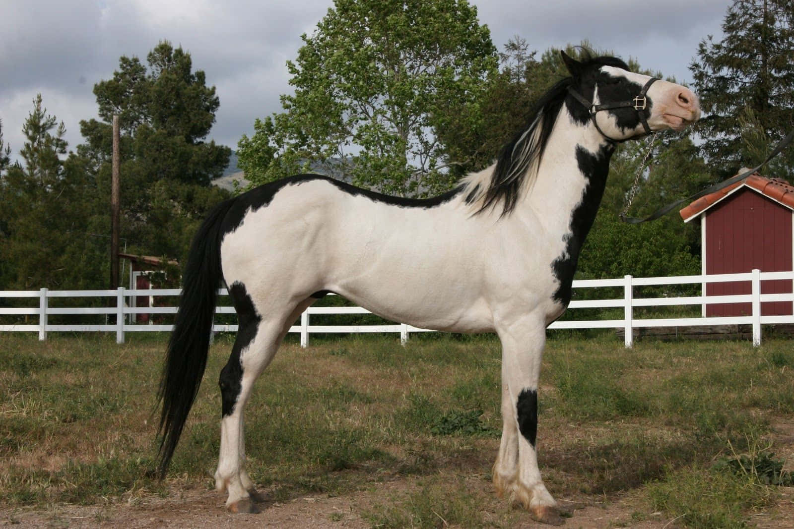 Immaginedi Un Cavallo Nero E Bianco Di Razza American Paint.
