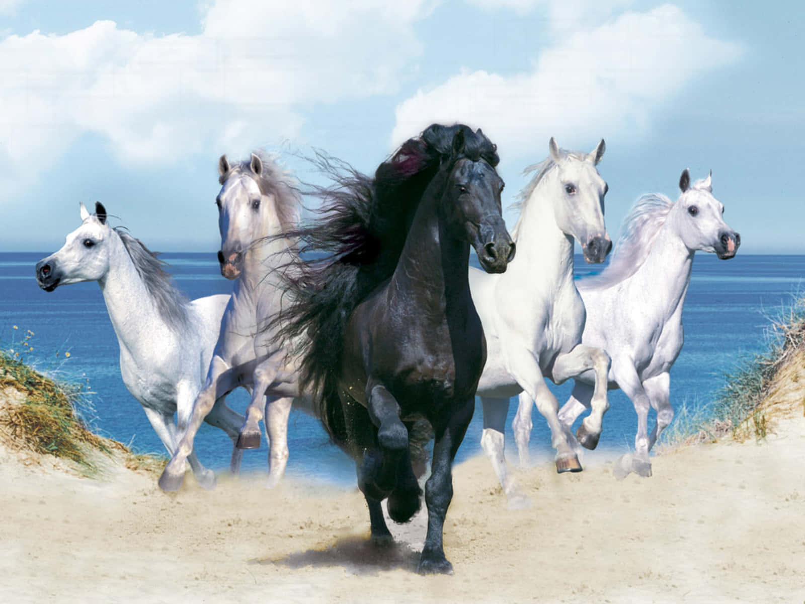 Svartoch Vit Häst - Bild På Fem Hästar Som Springer