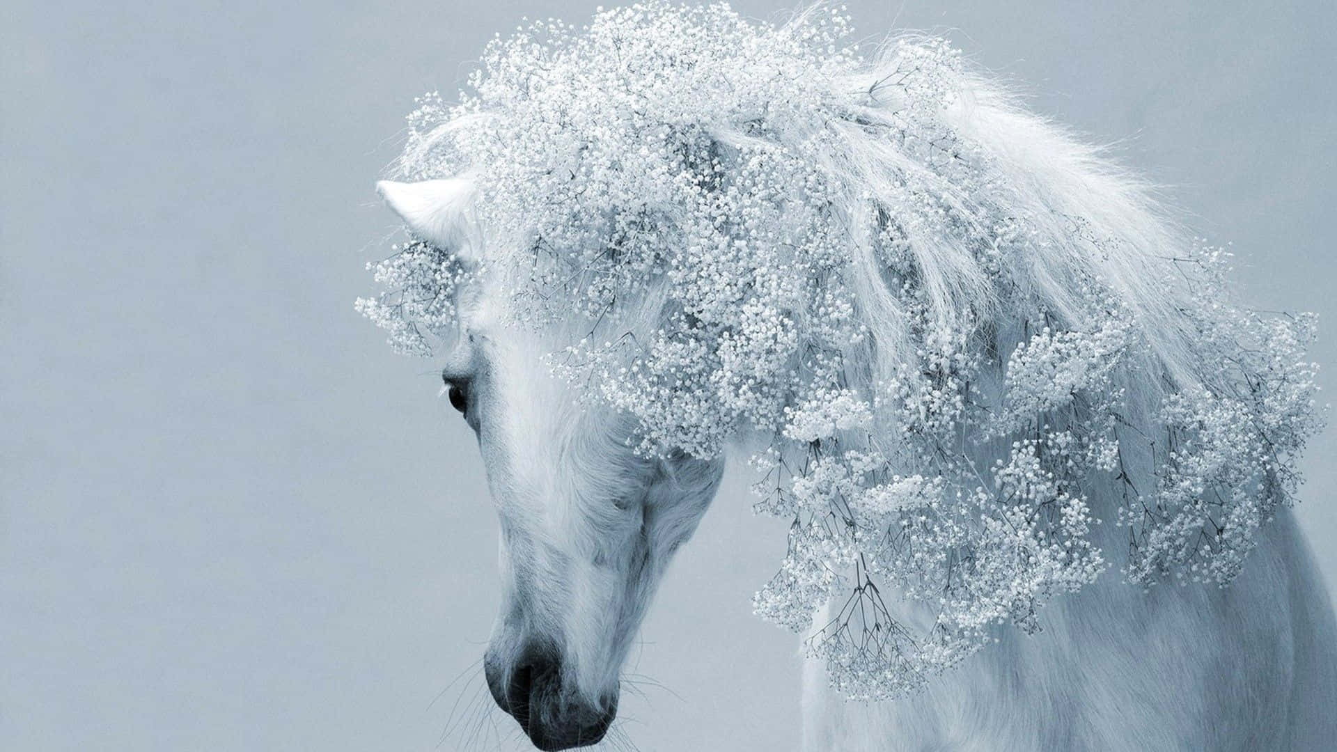 Immaginefotografica Di Un Cavallo Bianco E Nero Con Criniera Di Neve