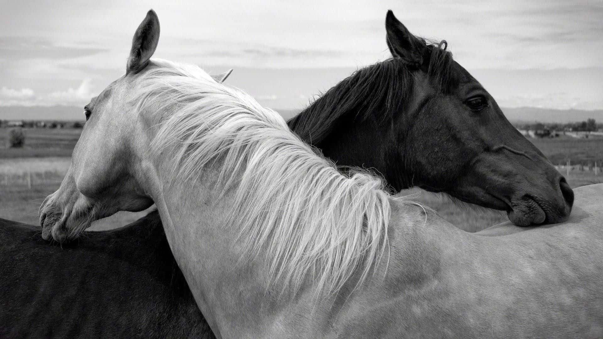 Immaginefotografica Di Un Cavallo Bianco E Nero Che Si Abbraccia.