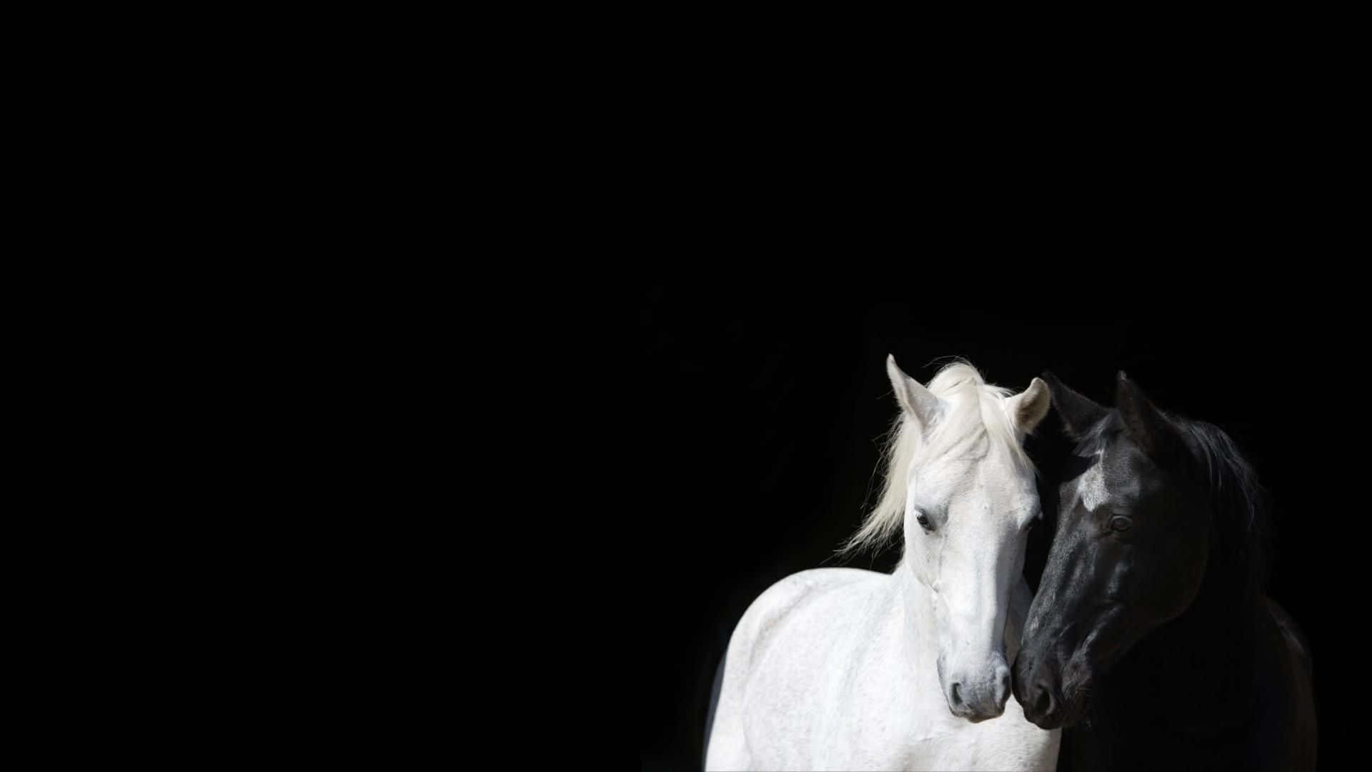 Black And White Horse Face Cuddle Picture