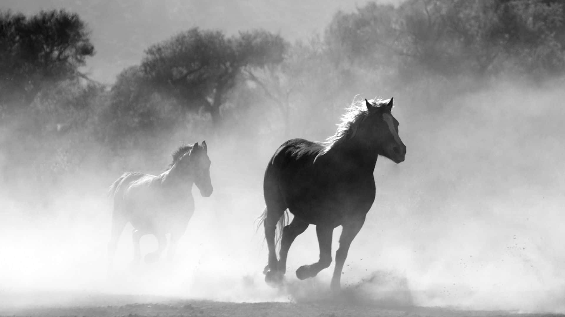 Black And White Horse Running Wild Picture