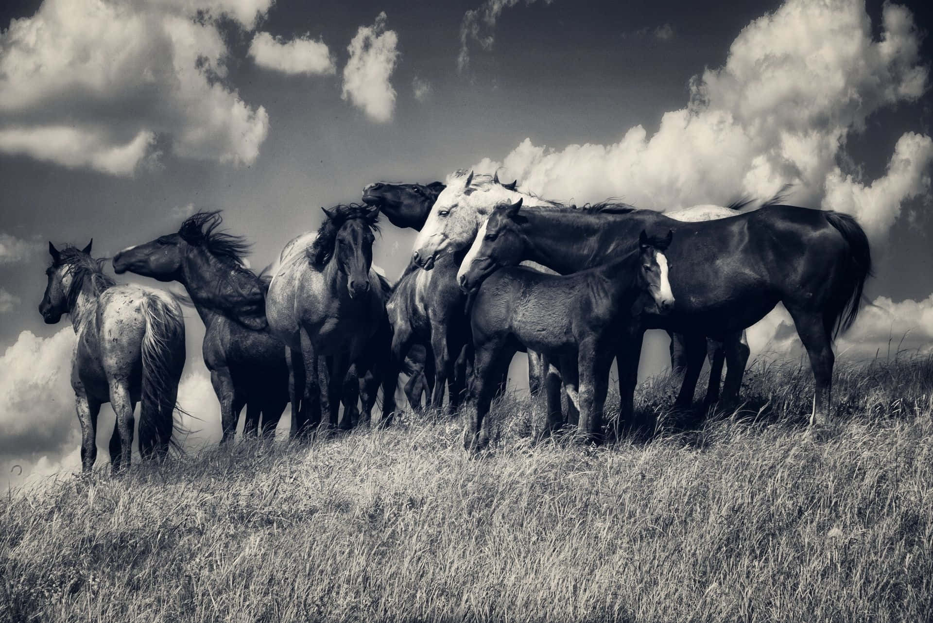Black And White Horse Herd Photography Picture