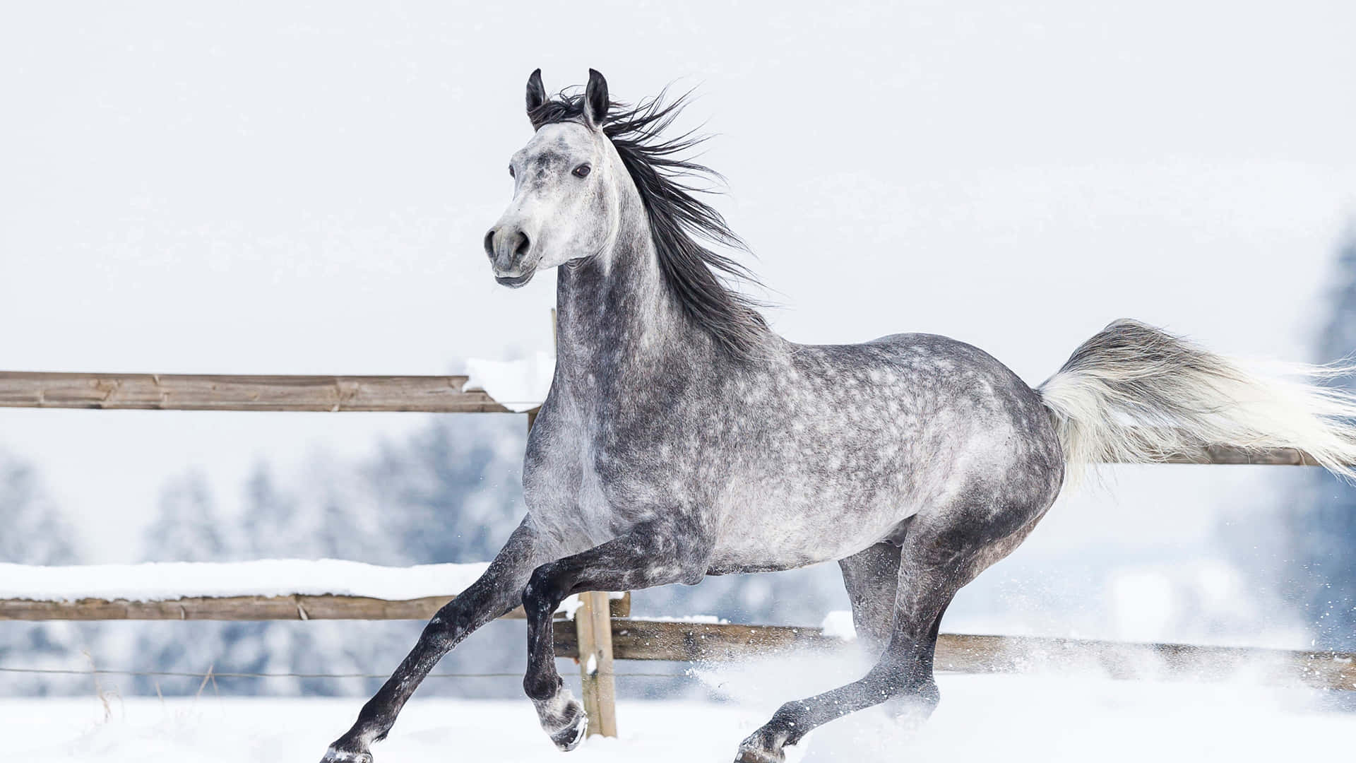 Immaginedi Un Cavallo Arabo Bianco E Nero