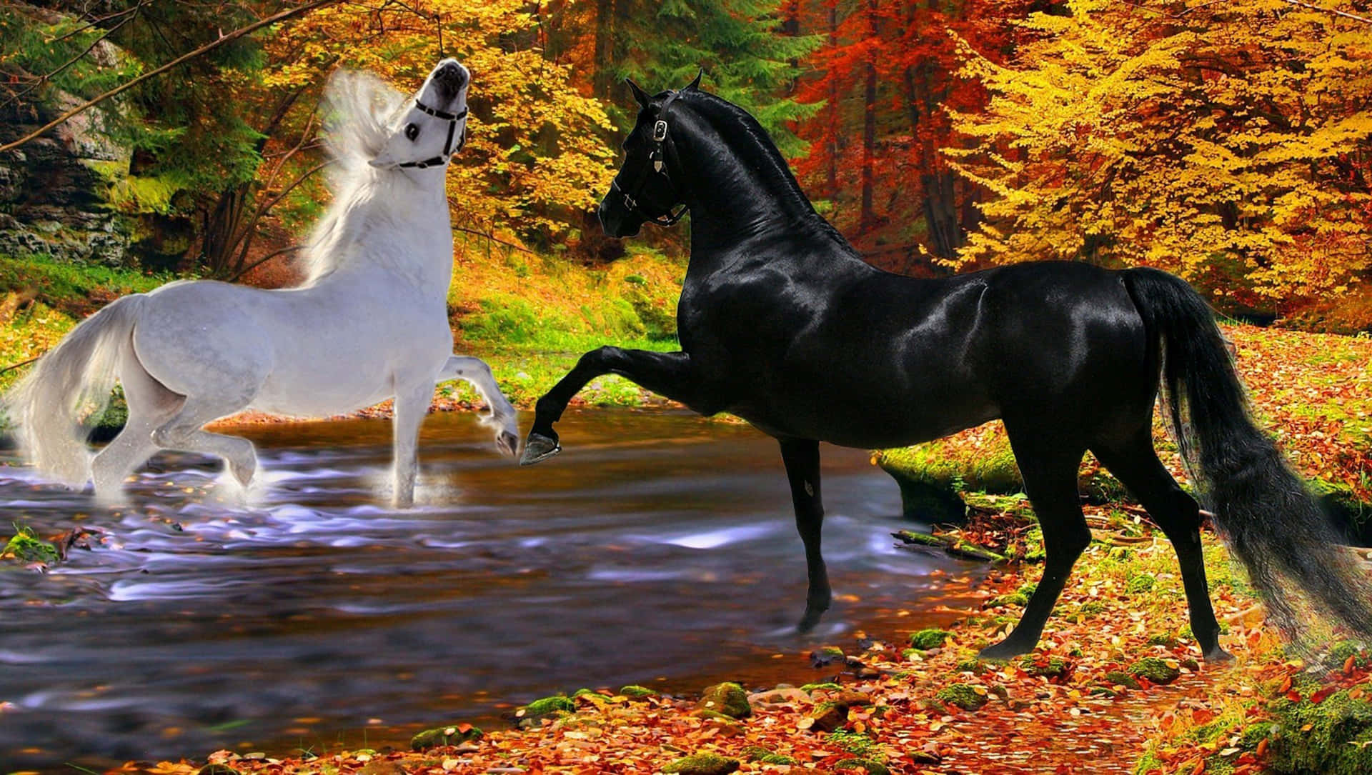 Black And White Horse Autumn Lake Picture