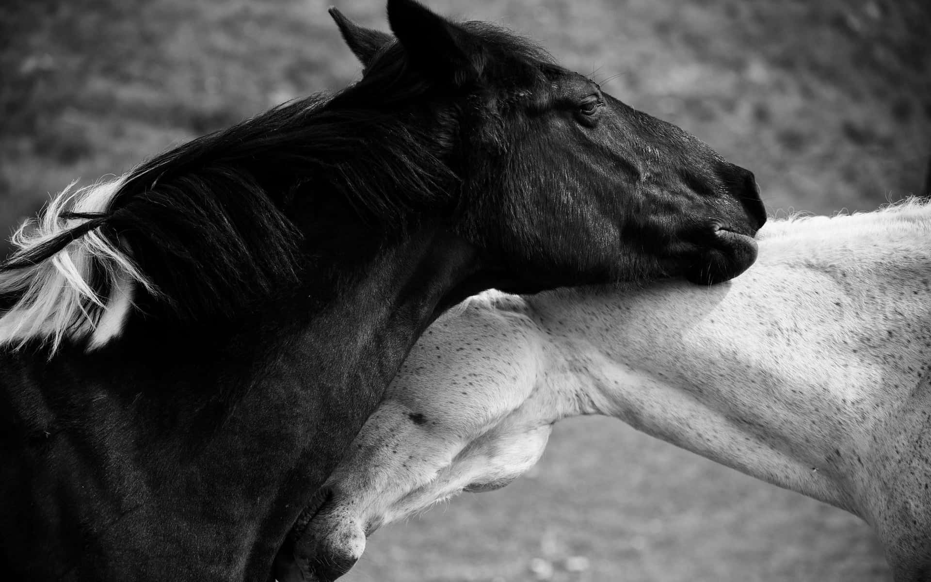 Black And White Horse Couple Hug Picture