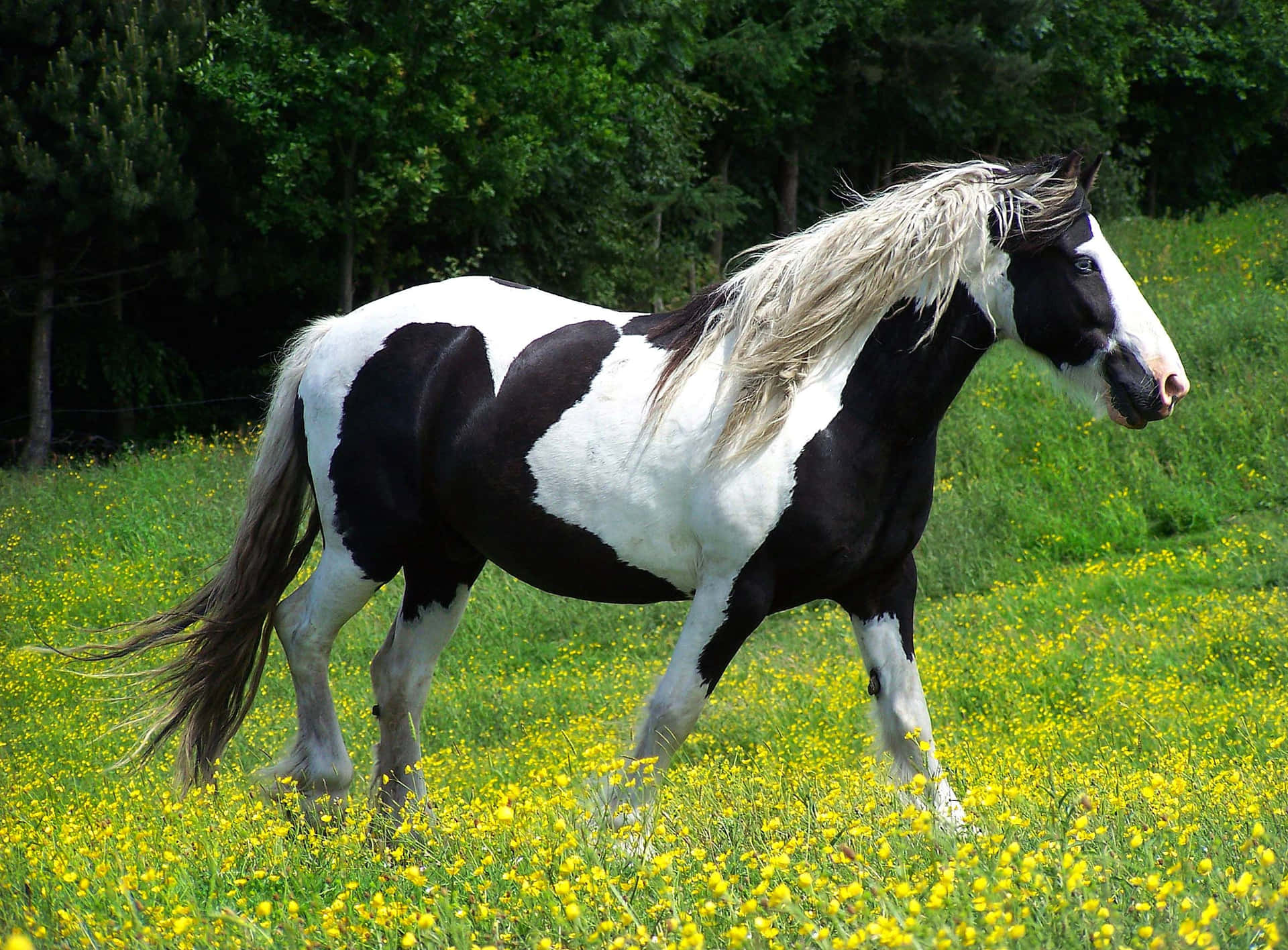 Fotografiadi Un Cavallo Bianco E Nero Su Un Prato Giallo