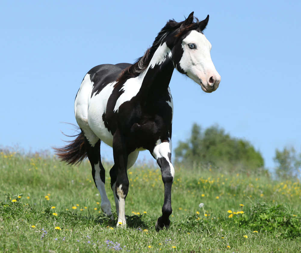 Download Black And White Horse Outdoor Animal Photography Picture |  Wallpapers.Com