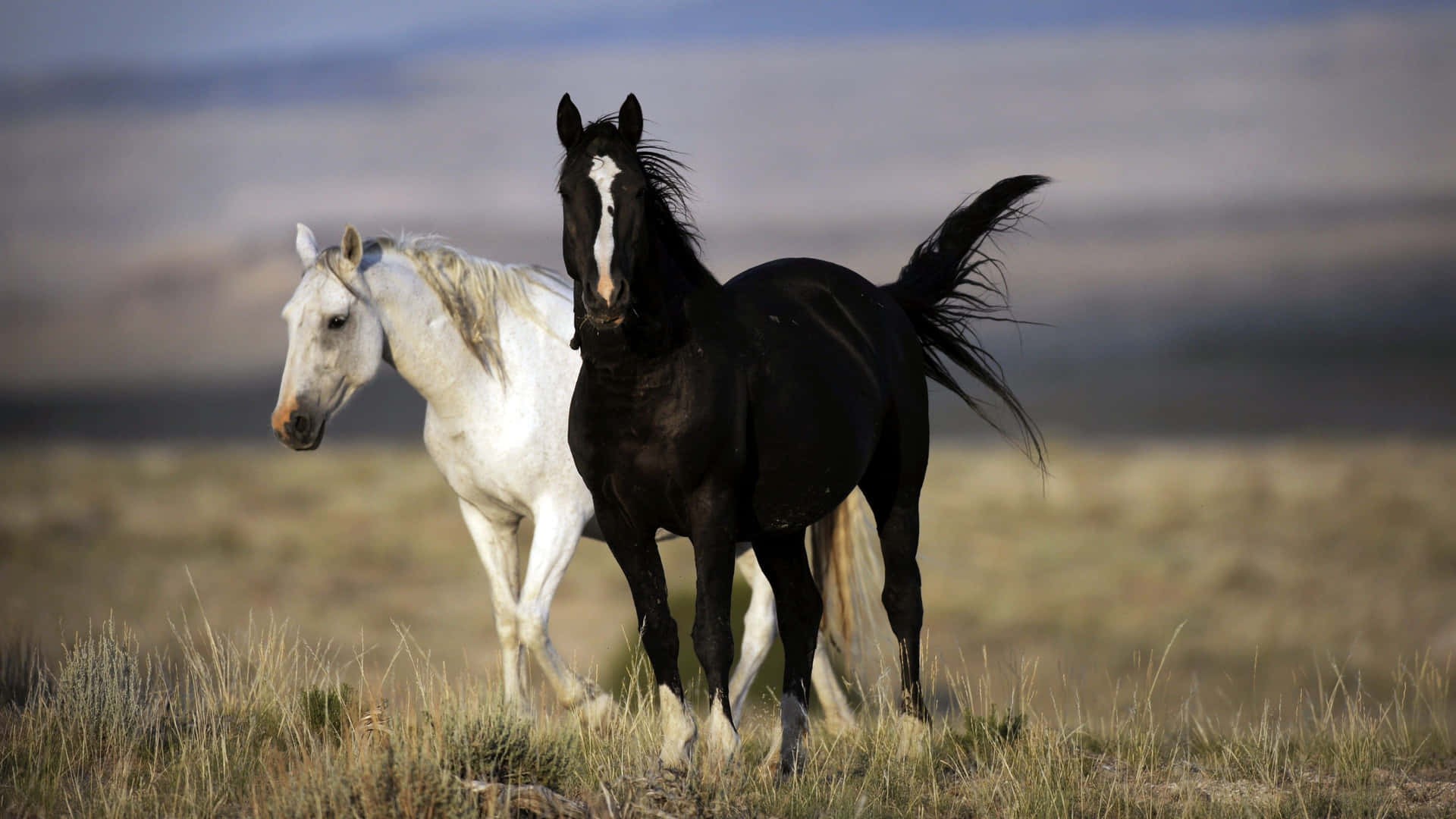Black And White Horse Running Together Picture