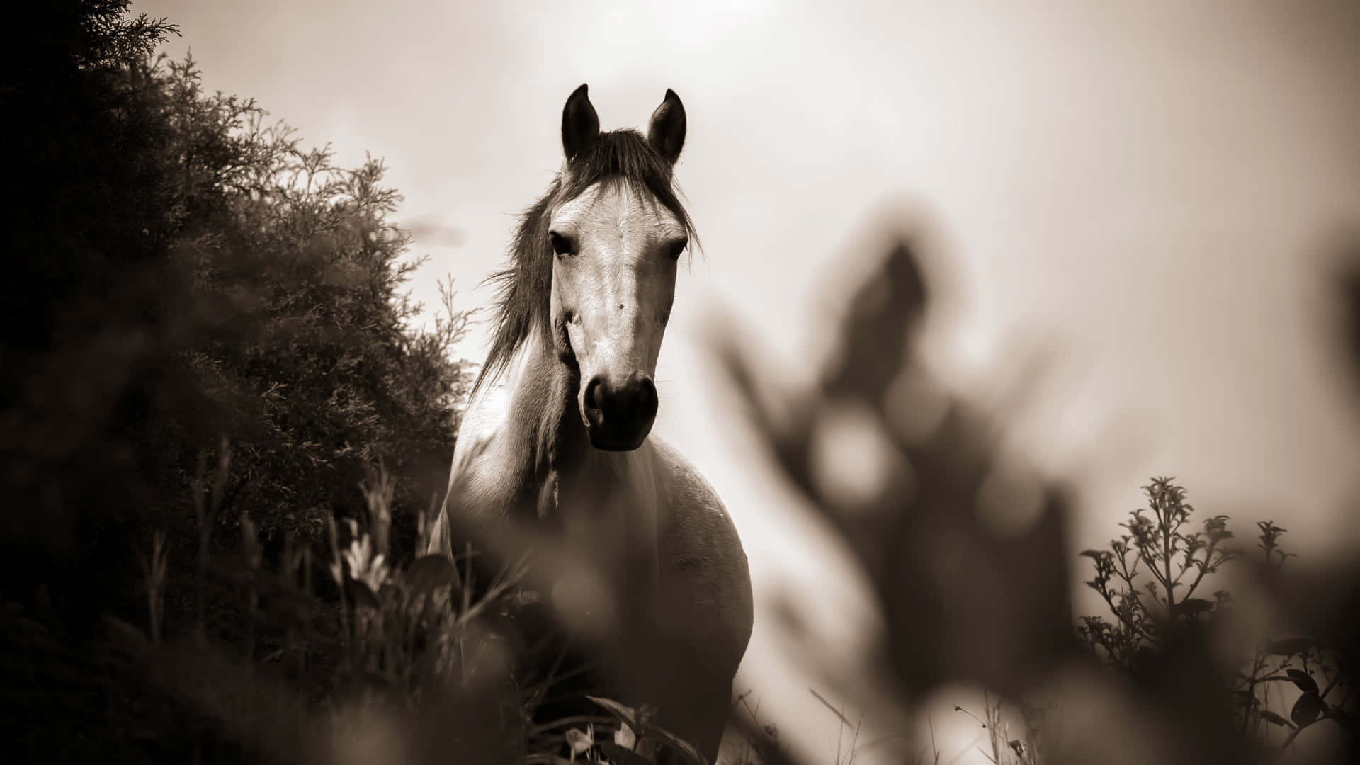 Black And White Horse Grayscale Photography Picture