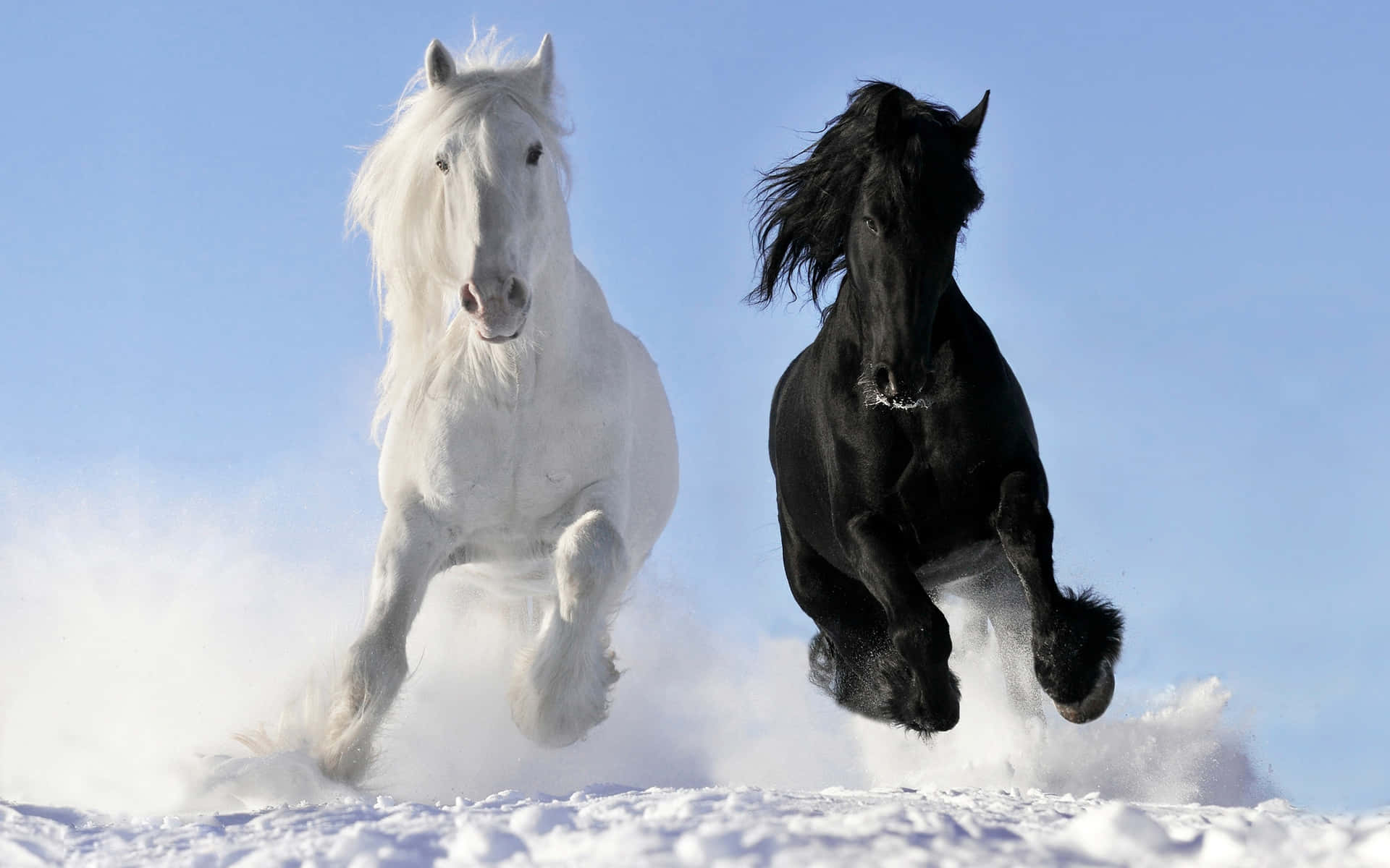 Svartoch Vit Häst Galopperar Tillsammans I Snön Bild