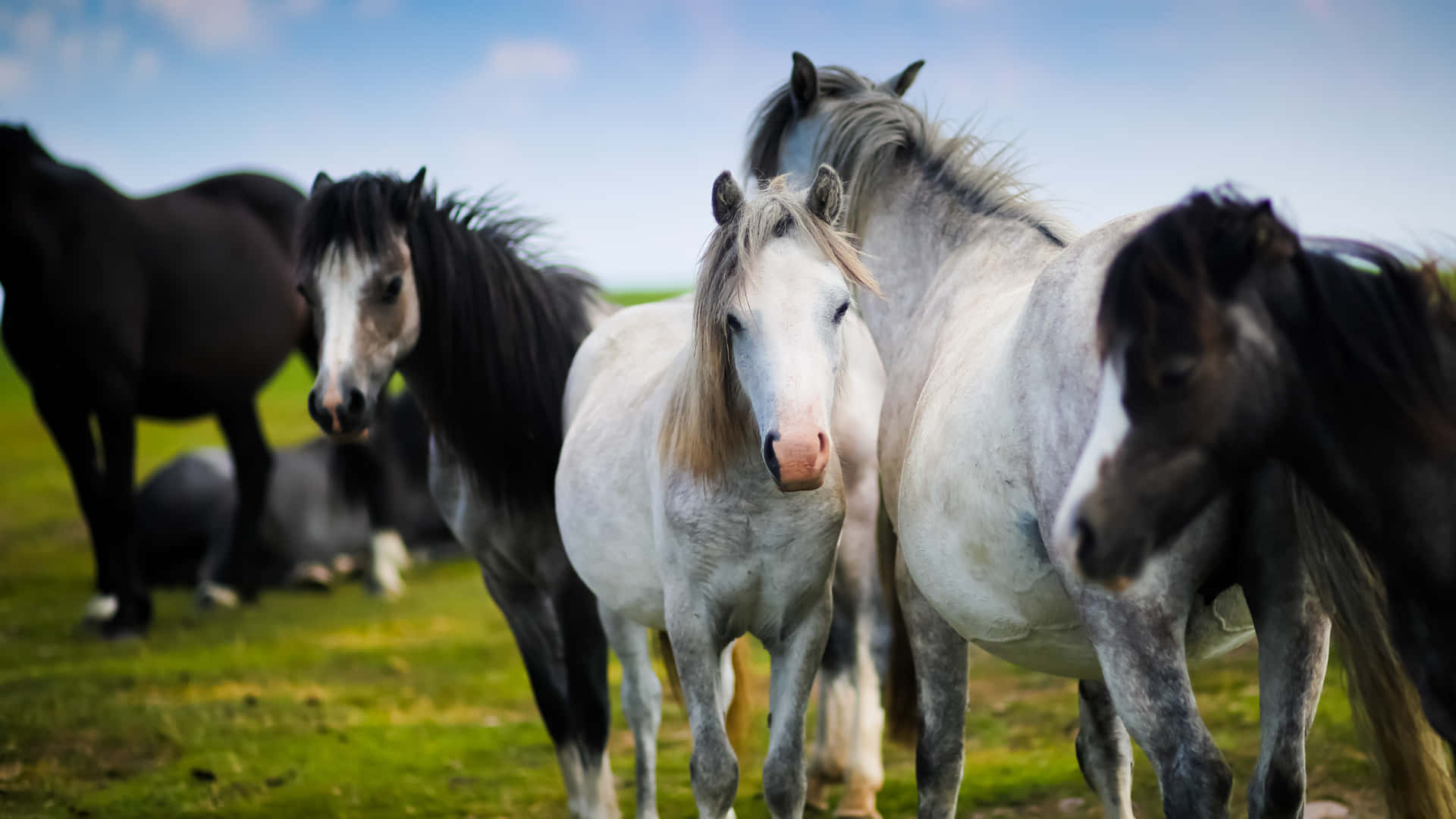 Immaginefotografica Di Un Cavallo Bianco E Nero Di Razza Welsh Pony