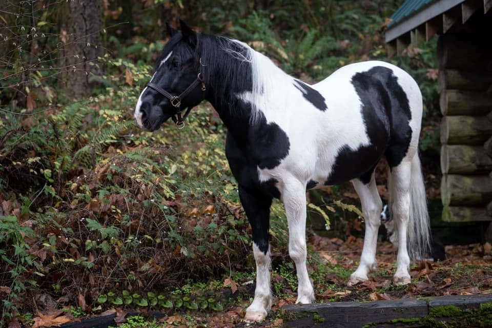 Immaginedi Un Cavallo Nero E Bianco Che Fissa Il Giardino.