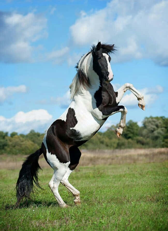 Immaginedi Un Cavallo American Paint Bianco E Nero