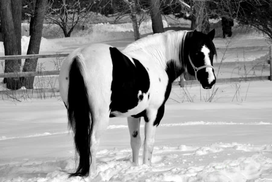 Immaginefotografica Di Un Cavallo Bianco E Nero Che Guarda Indietro
