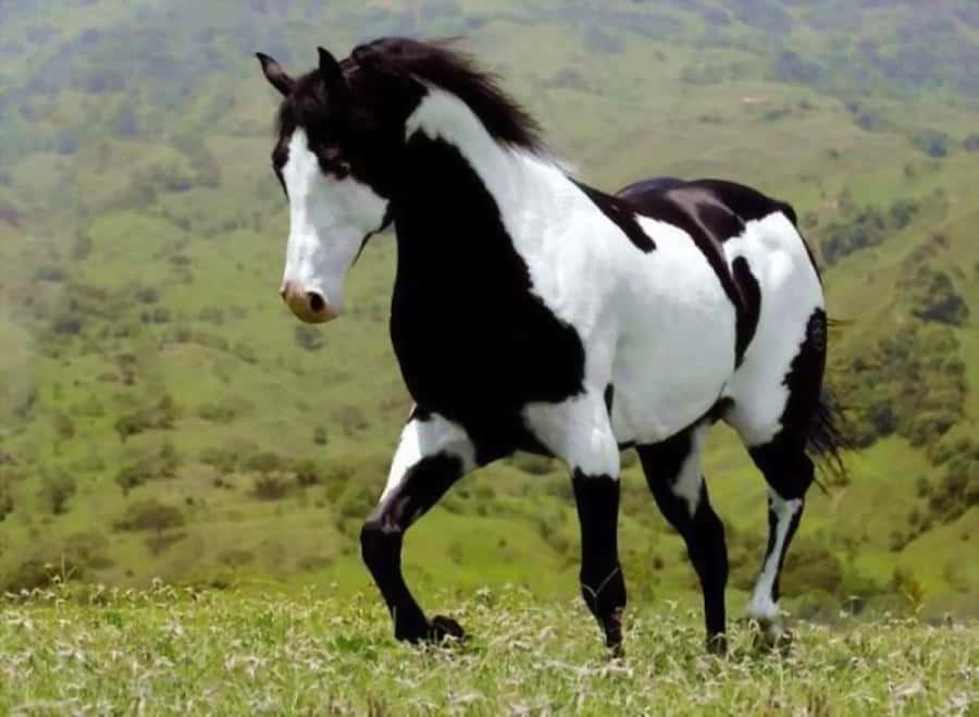 Svartvitbild På En Amerikansk Paint-häst Som Går