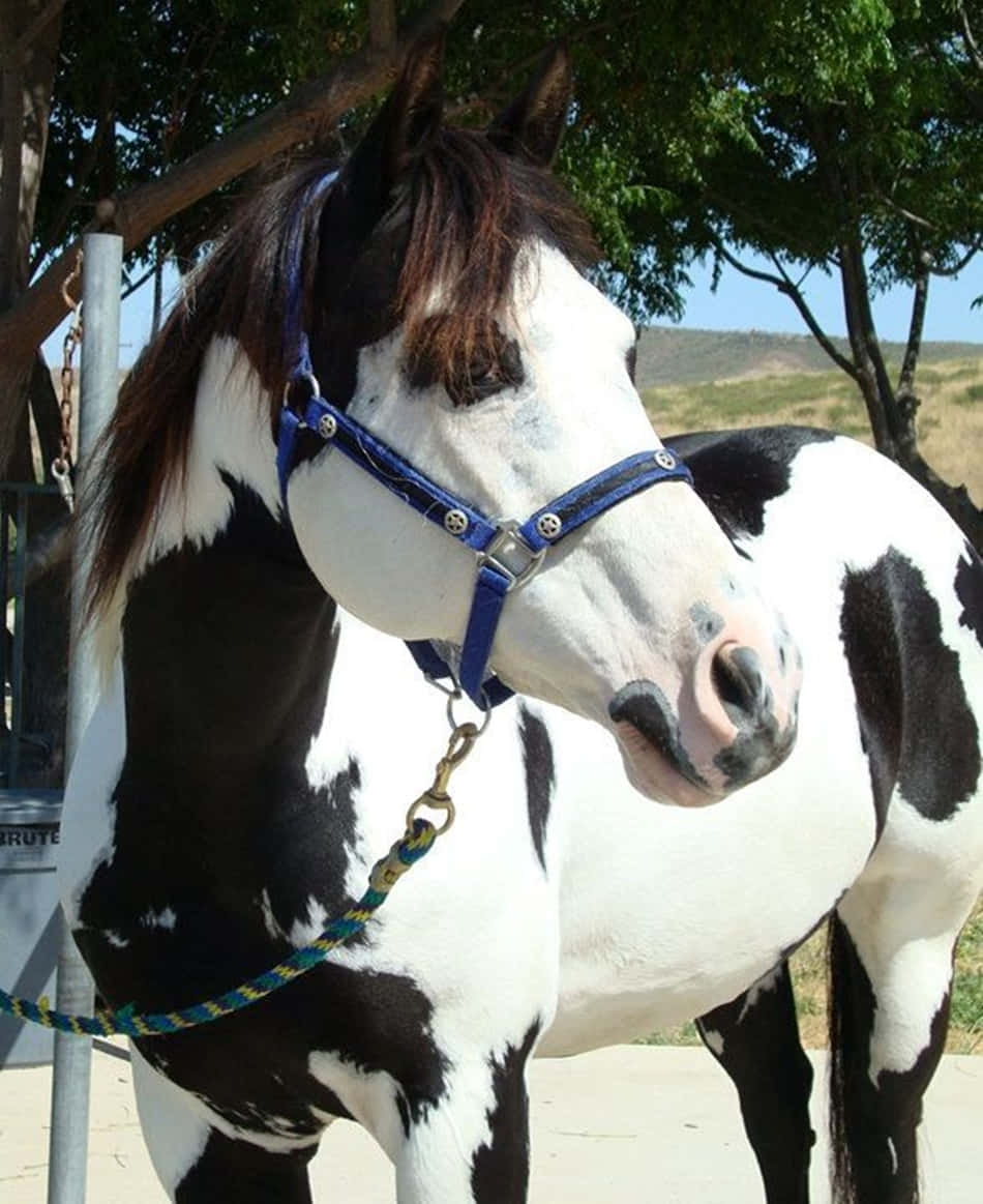Fotografiadi Un Cavallo Bianco E Nero Che Guarda Altrove.