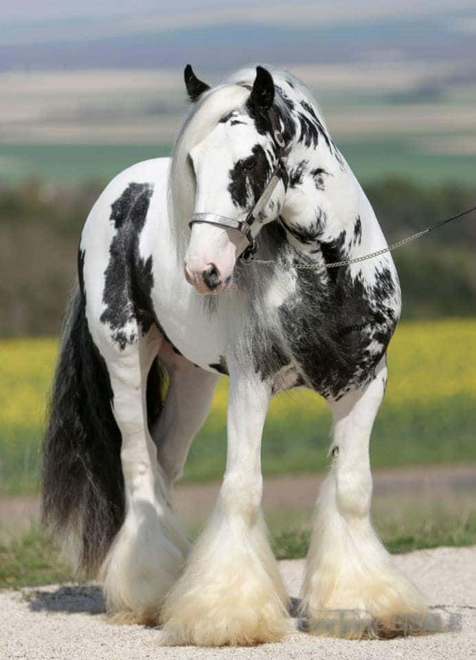 Black And White Horse Galineers Cob Picture