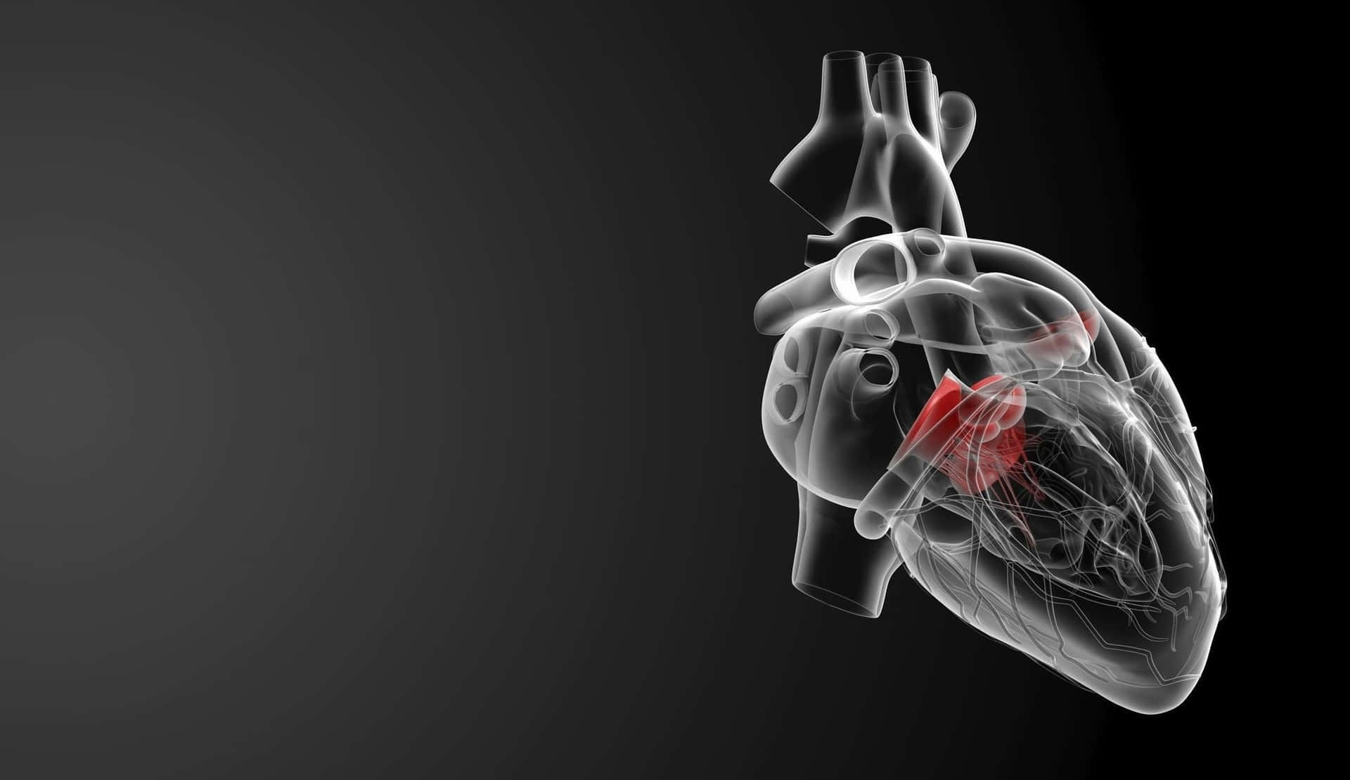Download Black And White Human Heart Hd Medical Wallpaper 