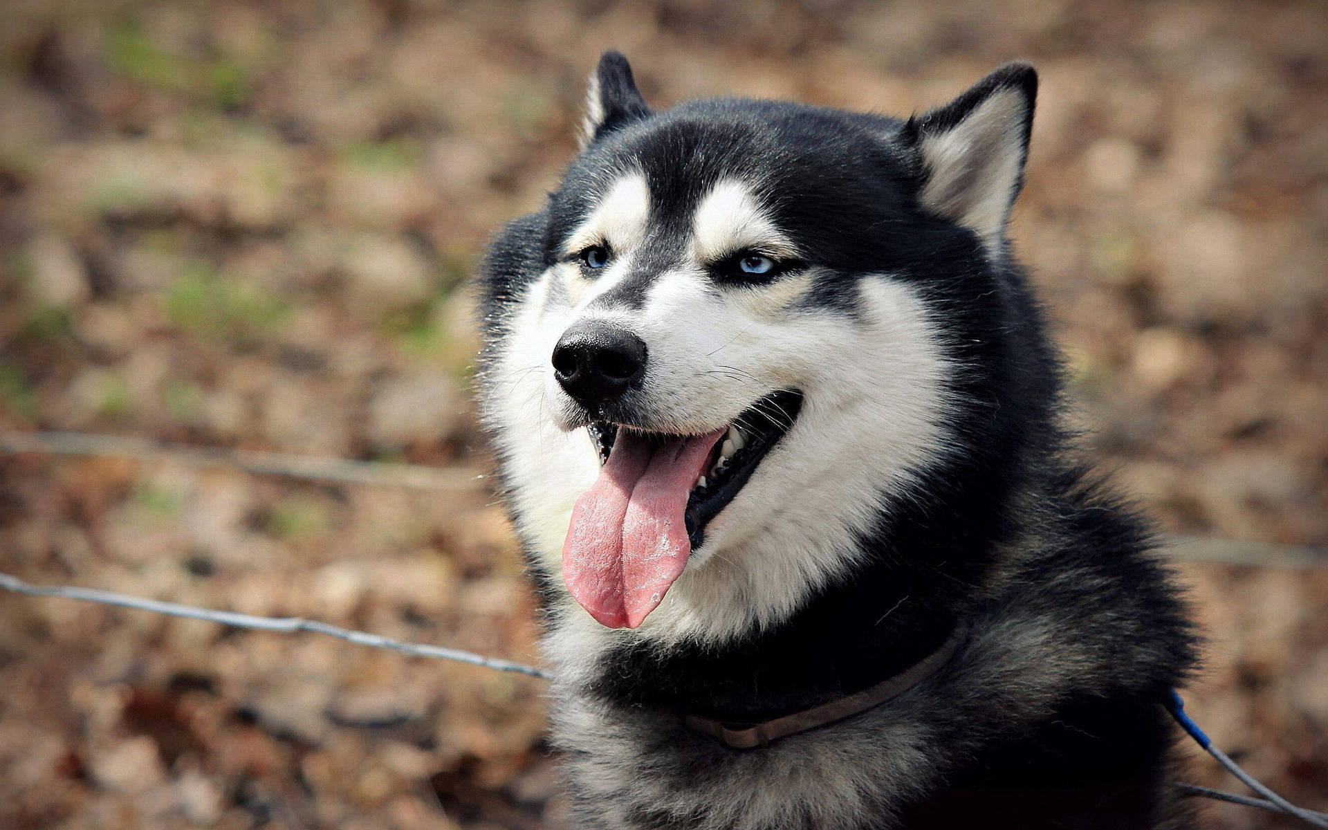 Black And White Husky Tongue Out Background