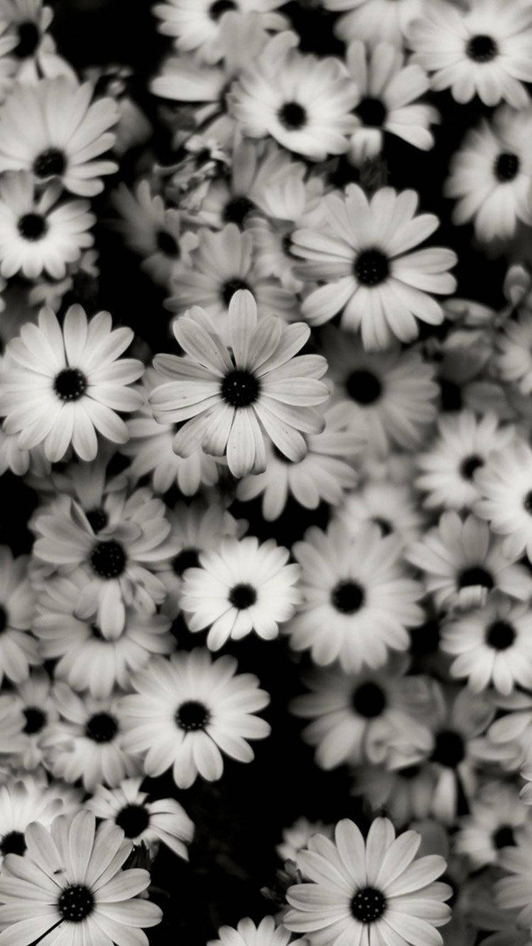 Black And White Iphone Daisies Picture