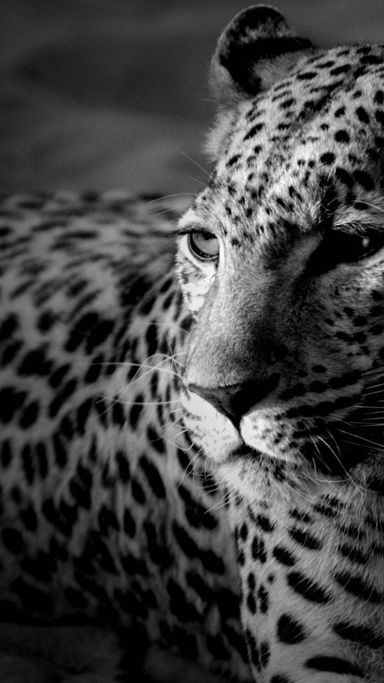 Black And White Iphone Leopard Picture