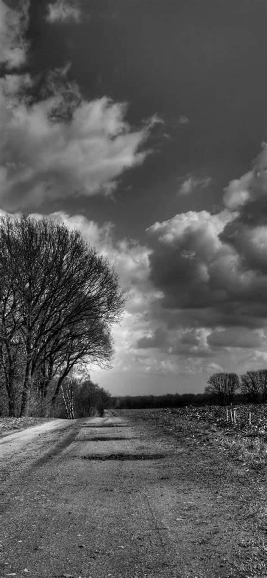 a black and white photo of a dirt road with trees