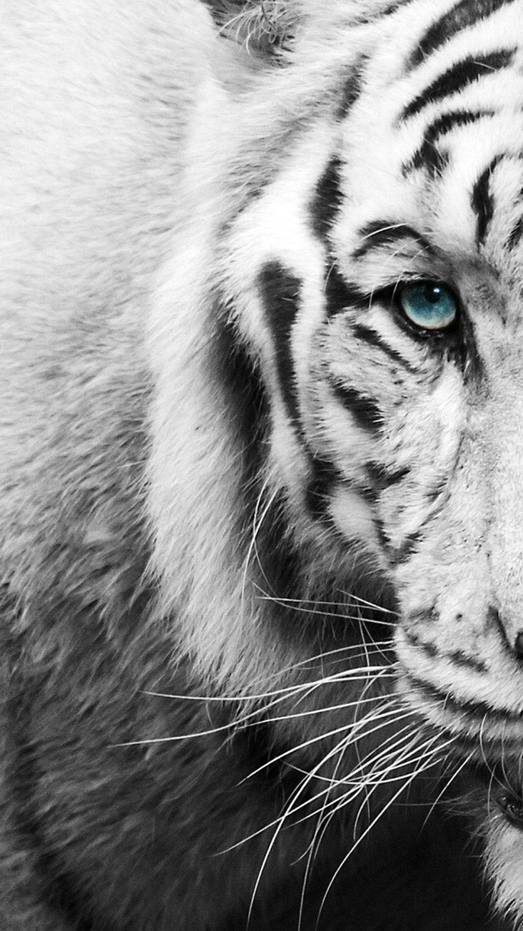 Black And White iPhone Tiger Wallpaper