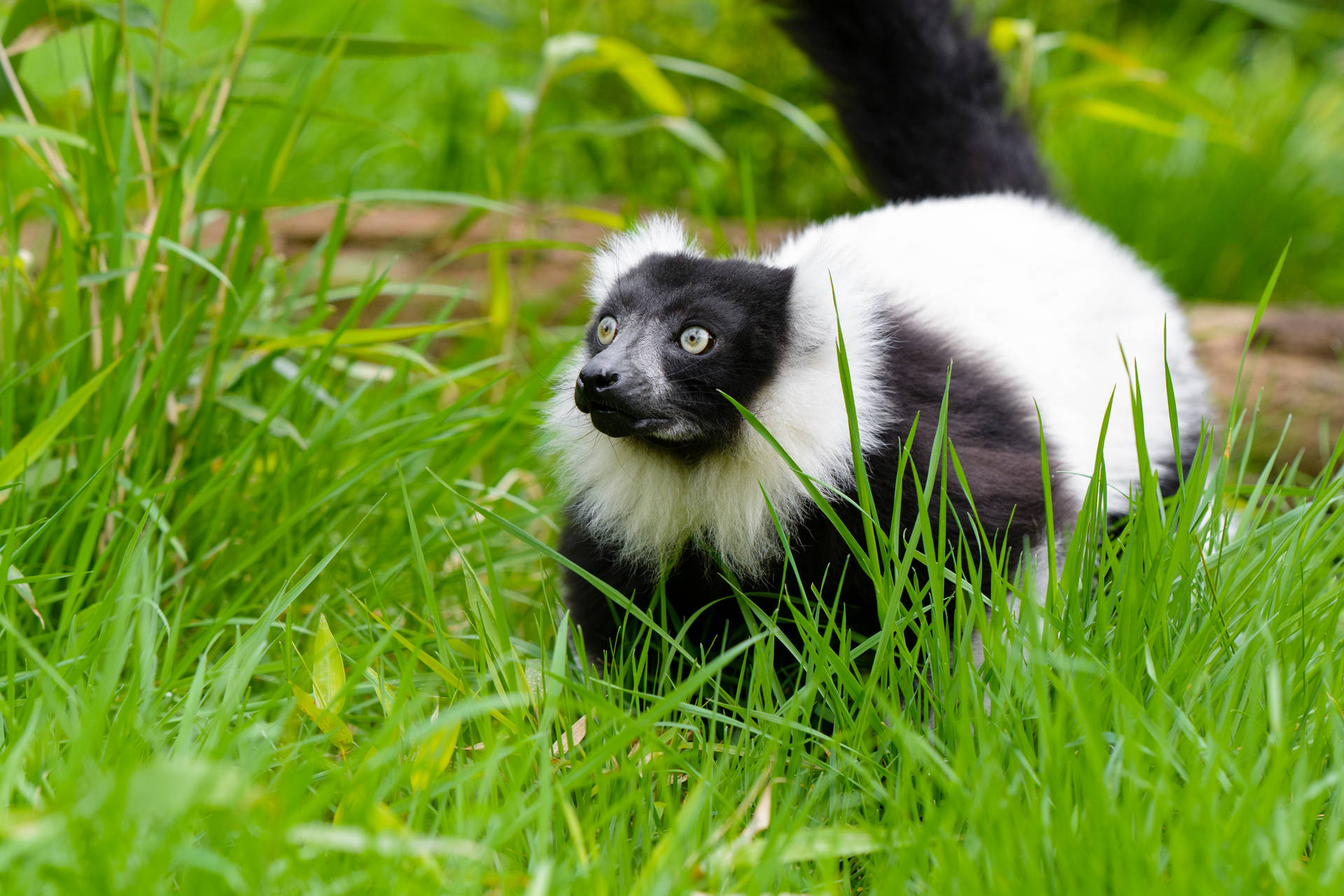 Cute wallpaper of black and white ruffed lemur standing on the tall grass. 