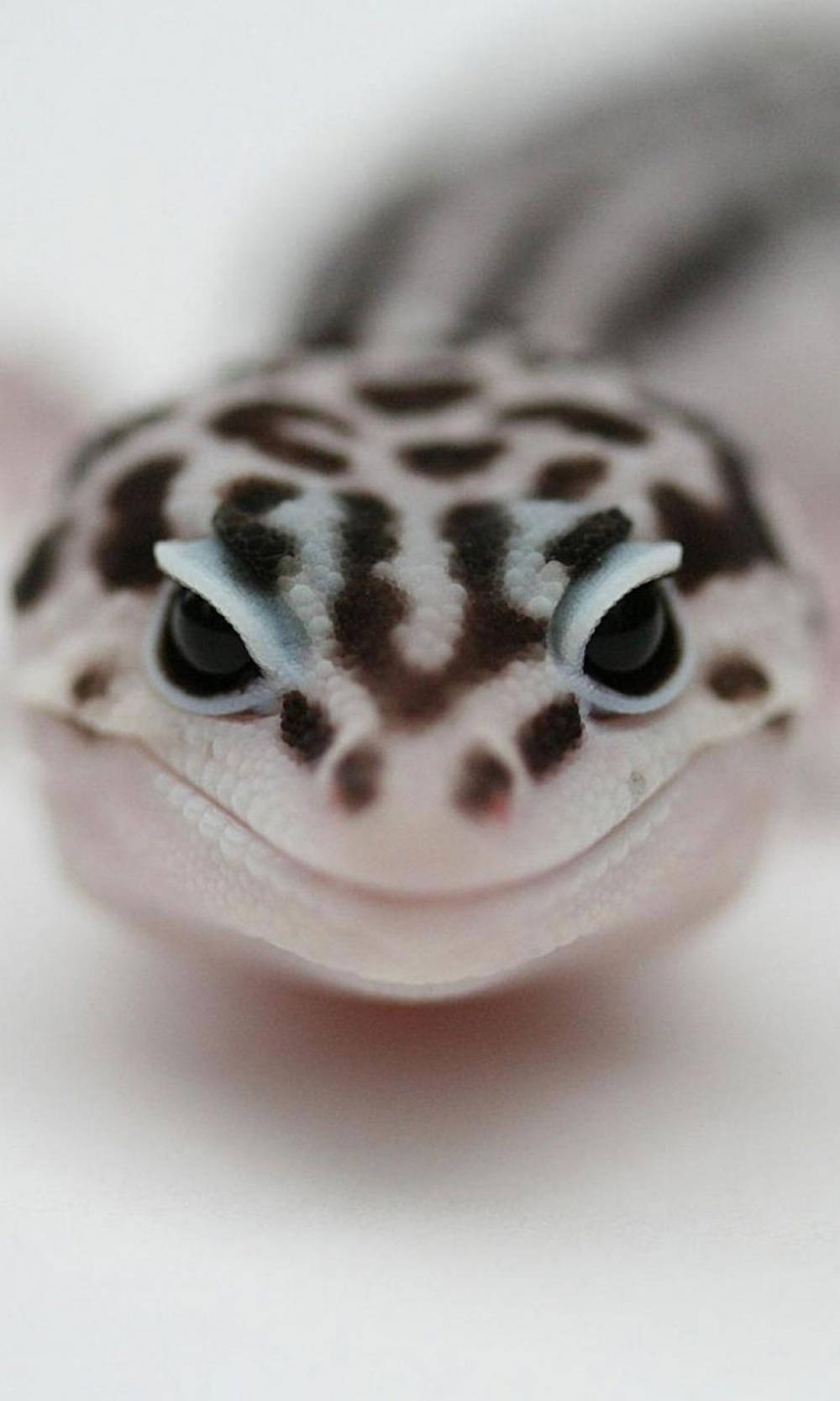 Geckoleopardo Blanco Y Negro Fondo de pantalla