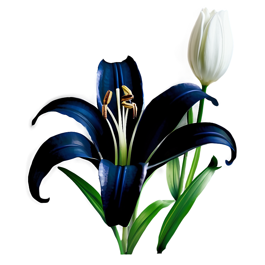 Black And White Lily Flower Png Ywb69 PNG