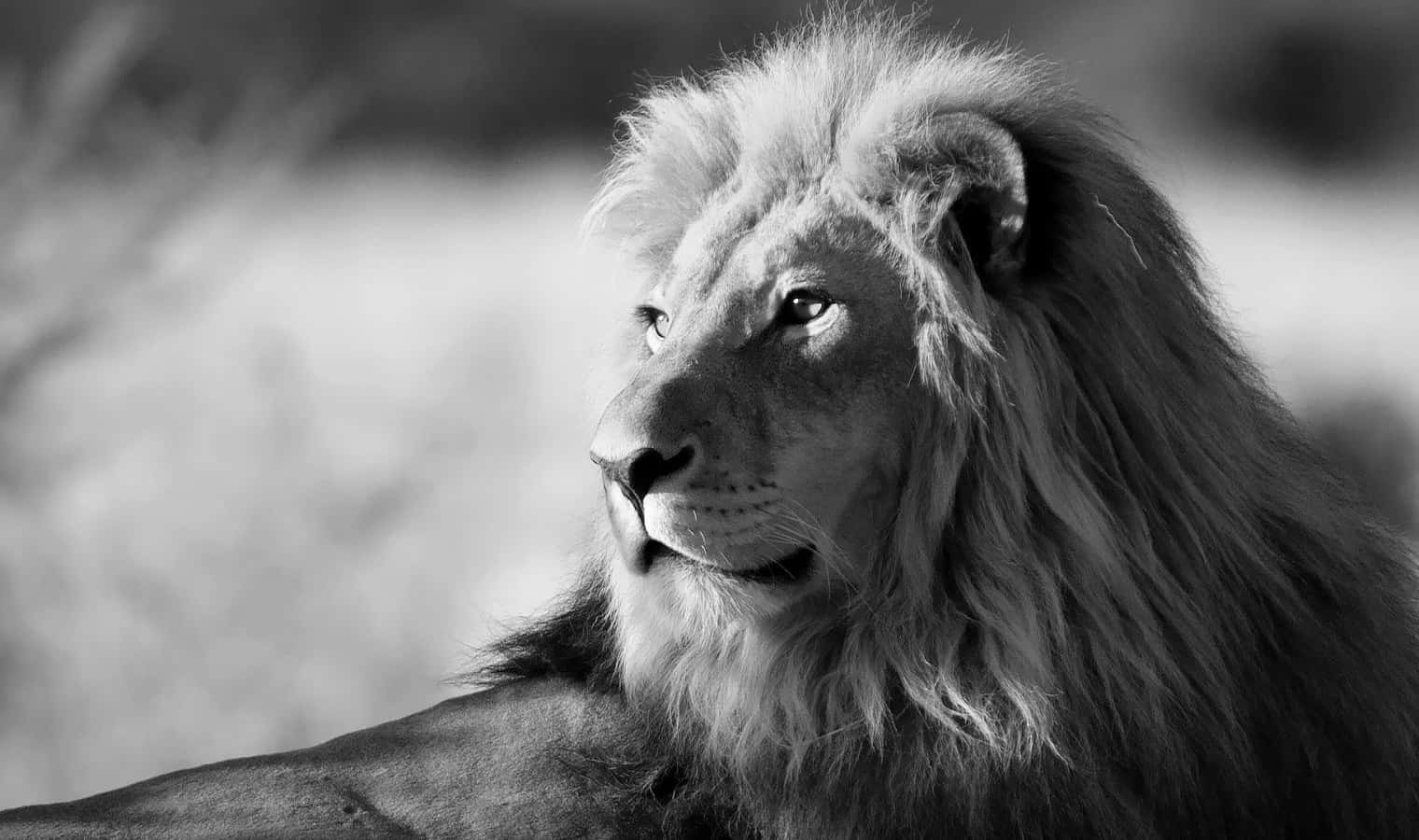 Majestic Black and White Lion Standing atop Rocky Outcropping Wallpaper