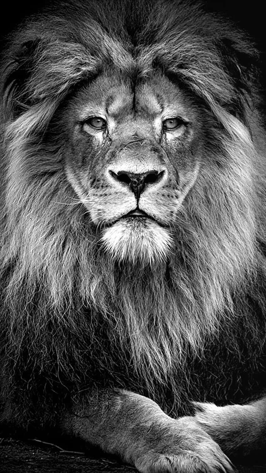 Download Majestic Black and White Lion Wallpaper | Wallpapers.com