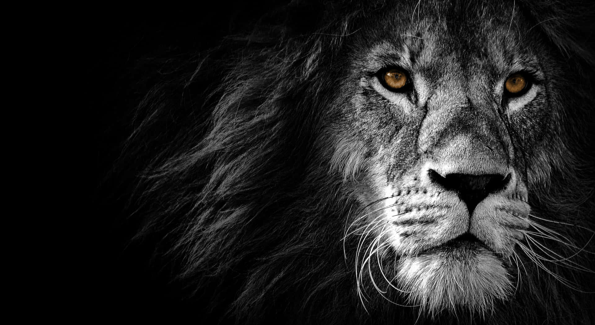 Einschwarz-weißes Bild Eines Löwen. Wallpaper