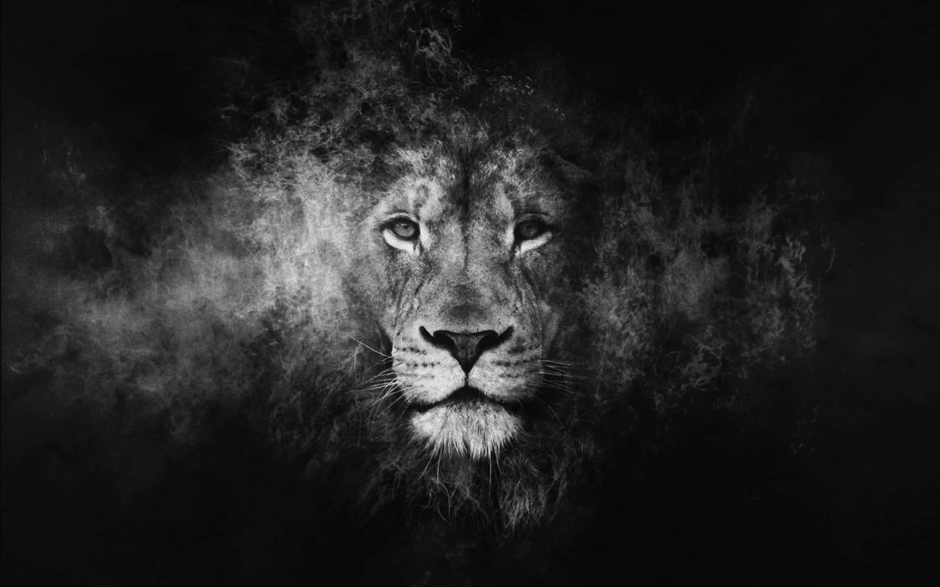 The Power Of Two- Majestic White And Black Lion Wallpaper