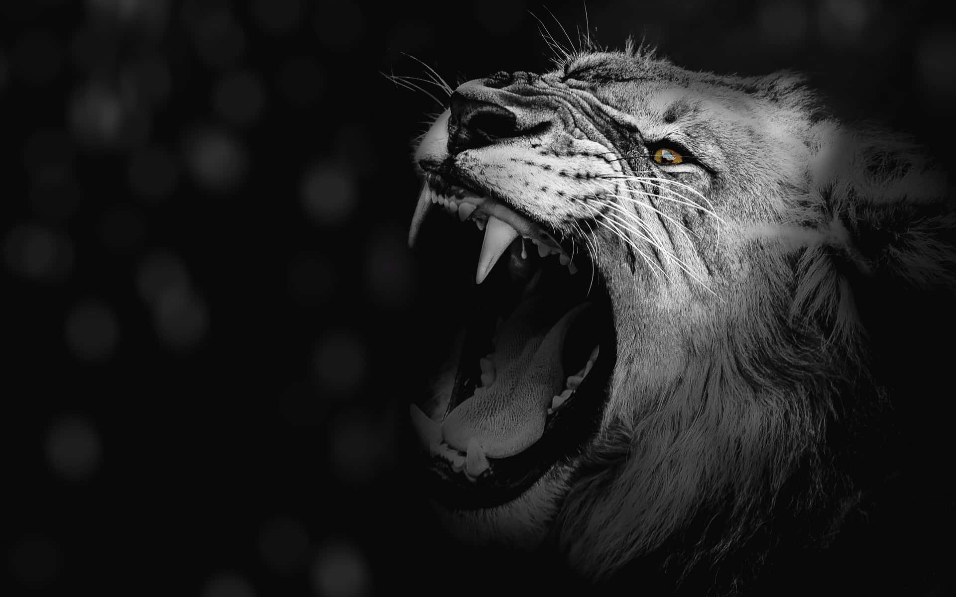 Lion Roars In The Grass With His Mouth Open Background, Lion Roaring  Picture Background Image And Wallpaper for Free Download