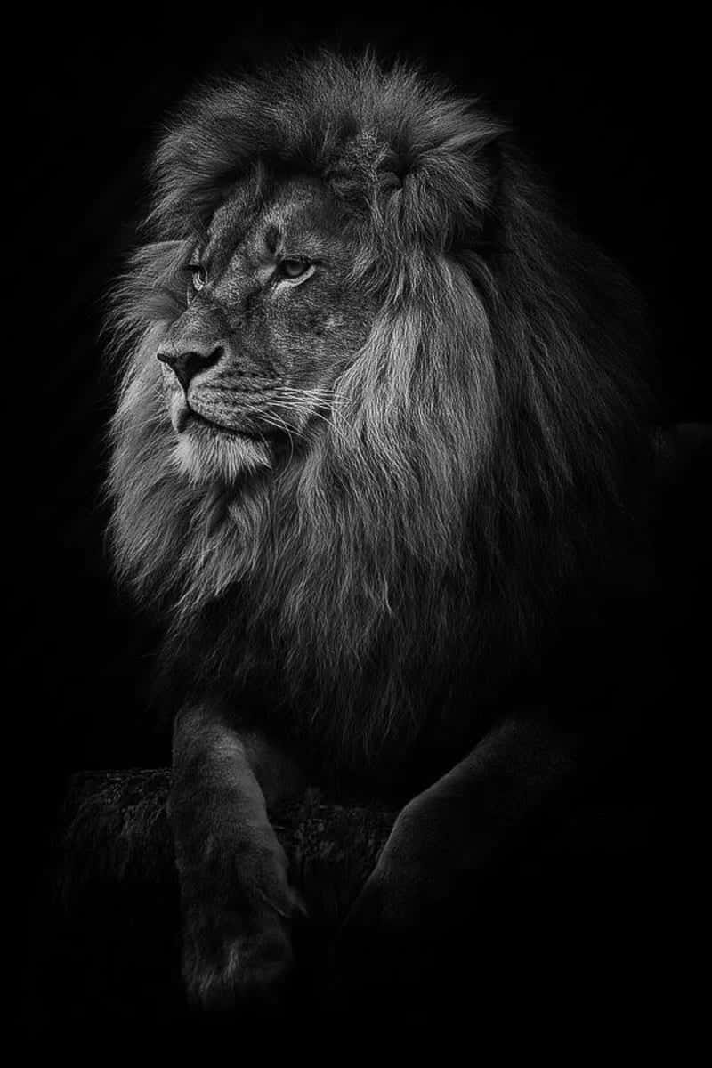Pinbild  Black and white lion Lion photography Lion wallpaper